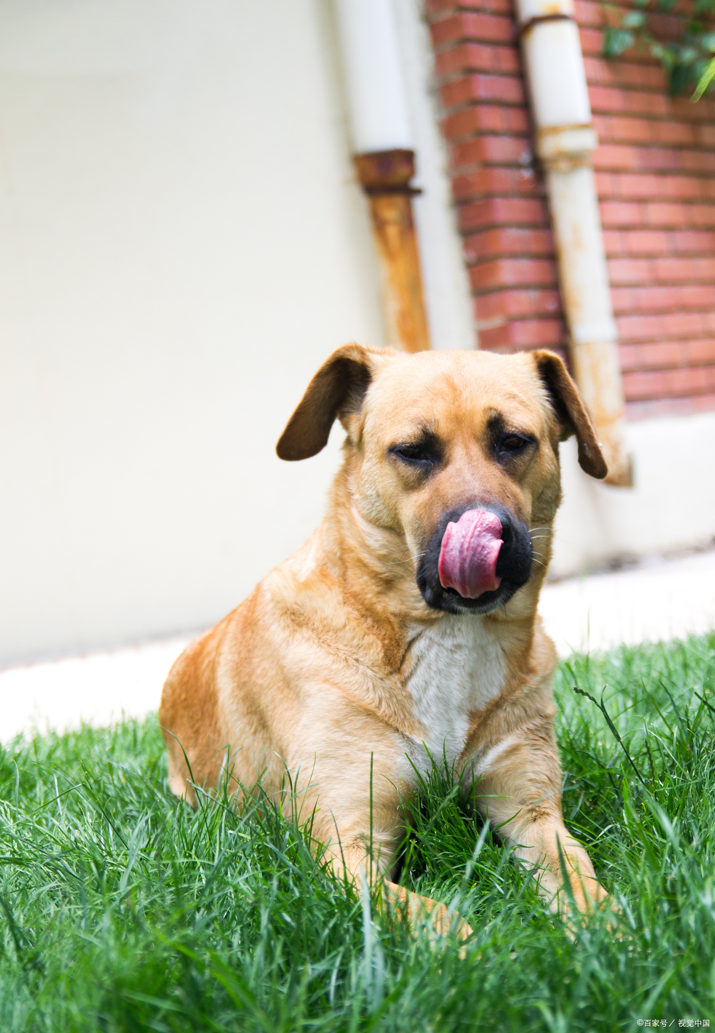 比格犬的特点图片