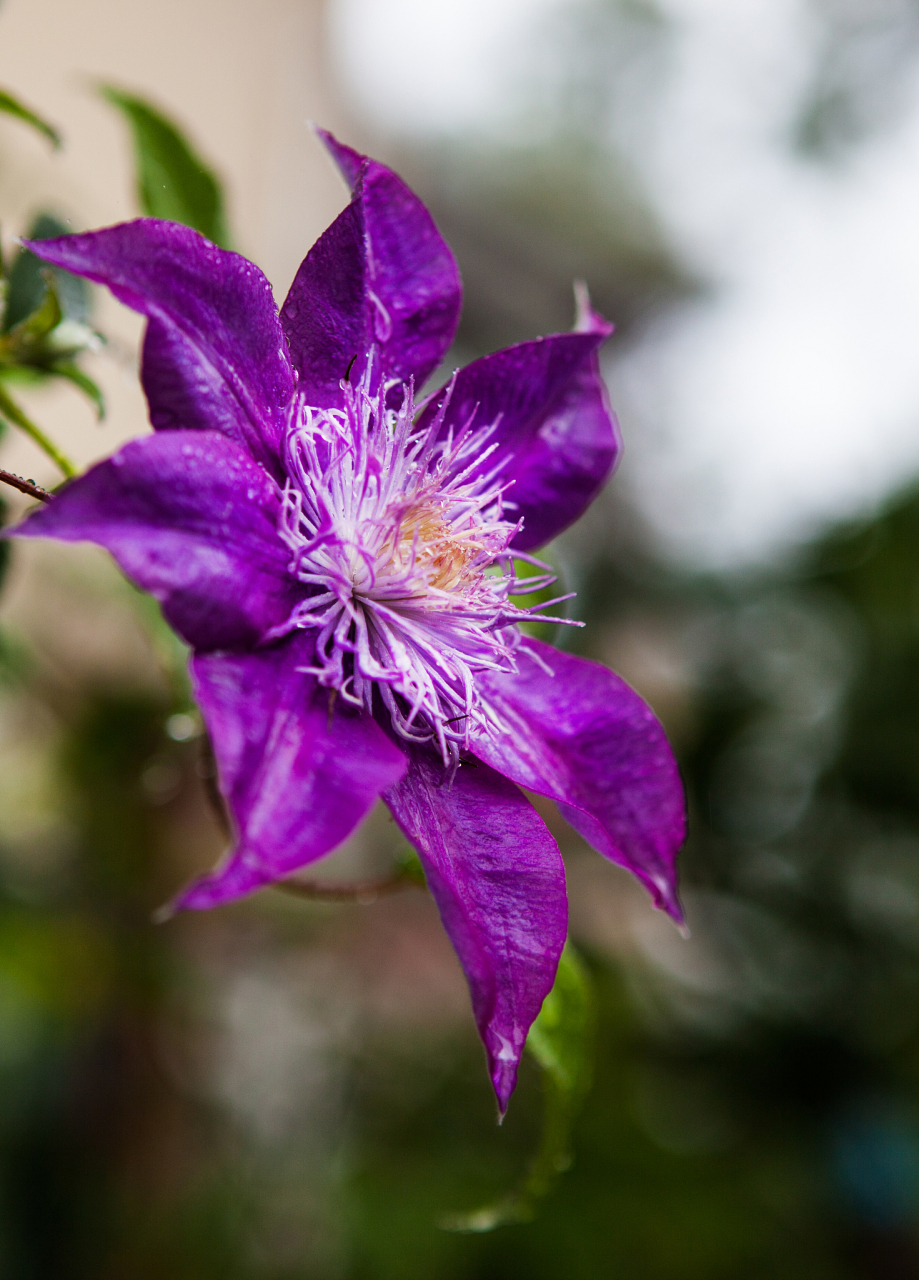 铁线莲,一种坚韧而顽强的花朵,她的花语传递着坚持和希望的力量.