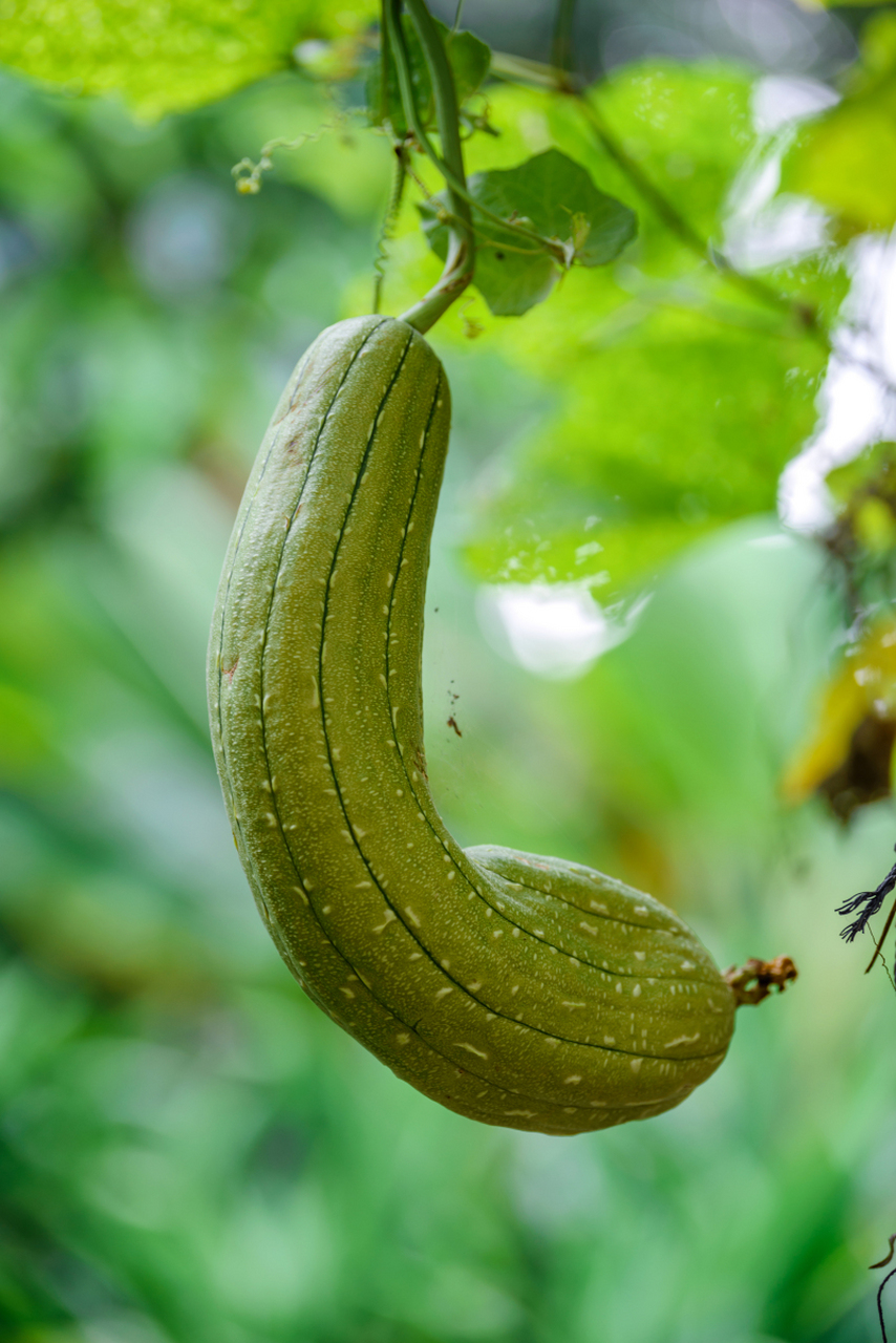 生活百科# #健康养生# #水果#   答:丝瓜果是一种营养丰富的食物,它