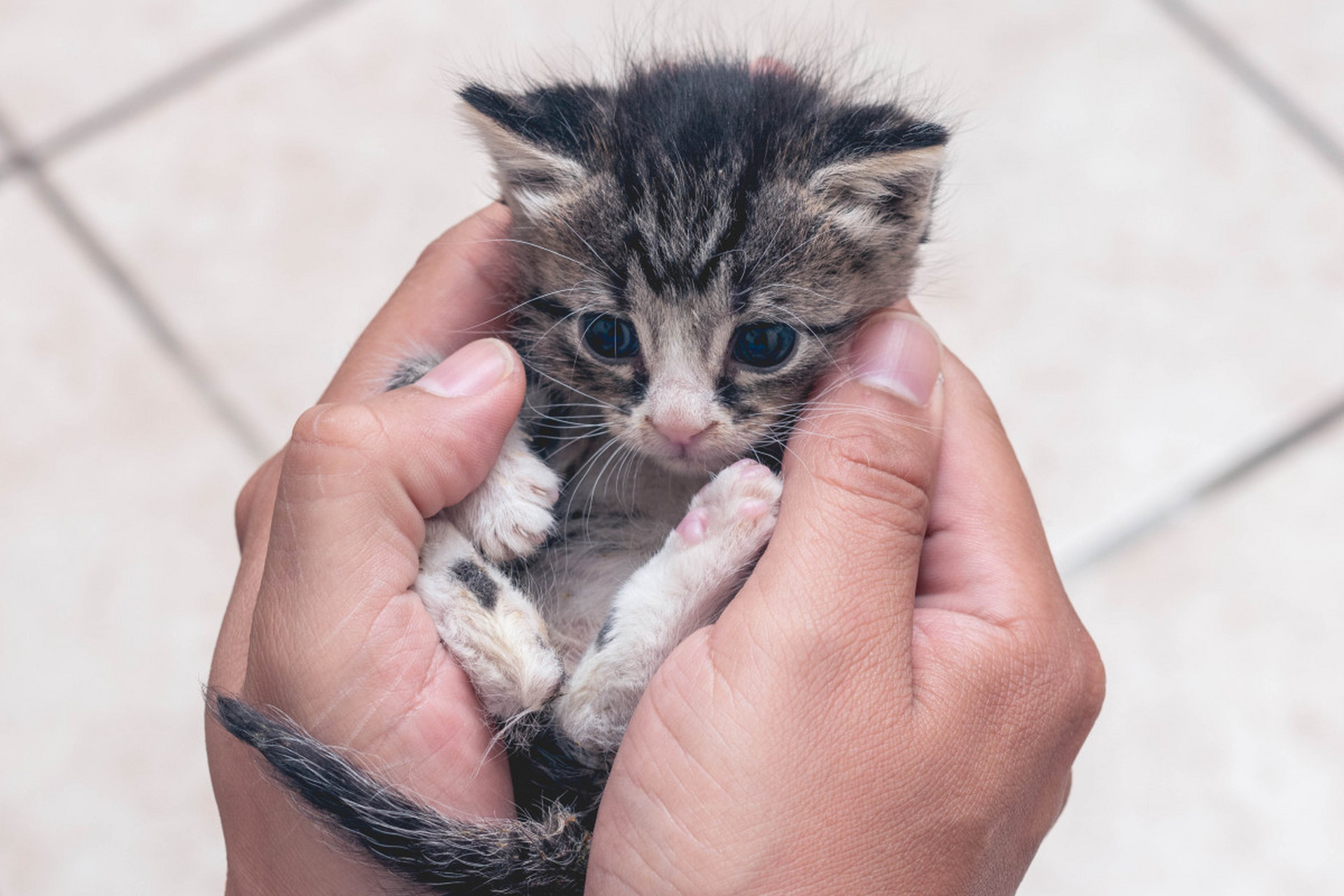 猫爪子正确剪图片图片