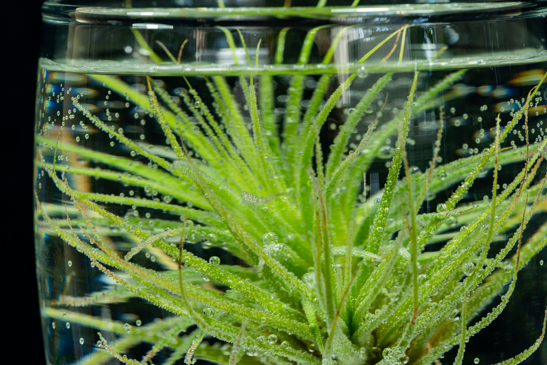 笔记创作营#鱼缸水草长绿毛怎么办,去除绿色藻类,建立缸内生态平 