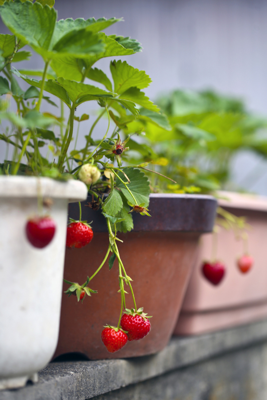 草莓,美味又营养!在家就能种出新鲜果实