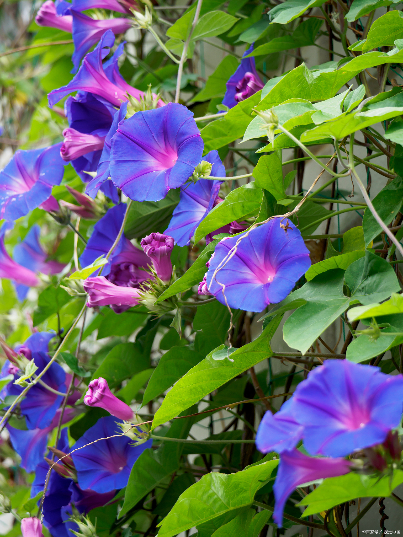 牵牛花的开花时间,你知道吗?