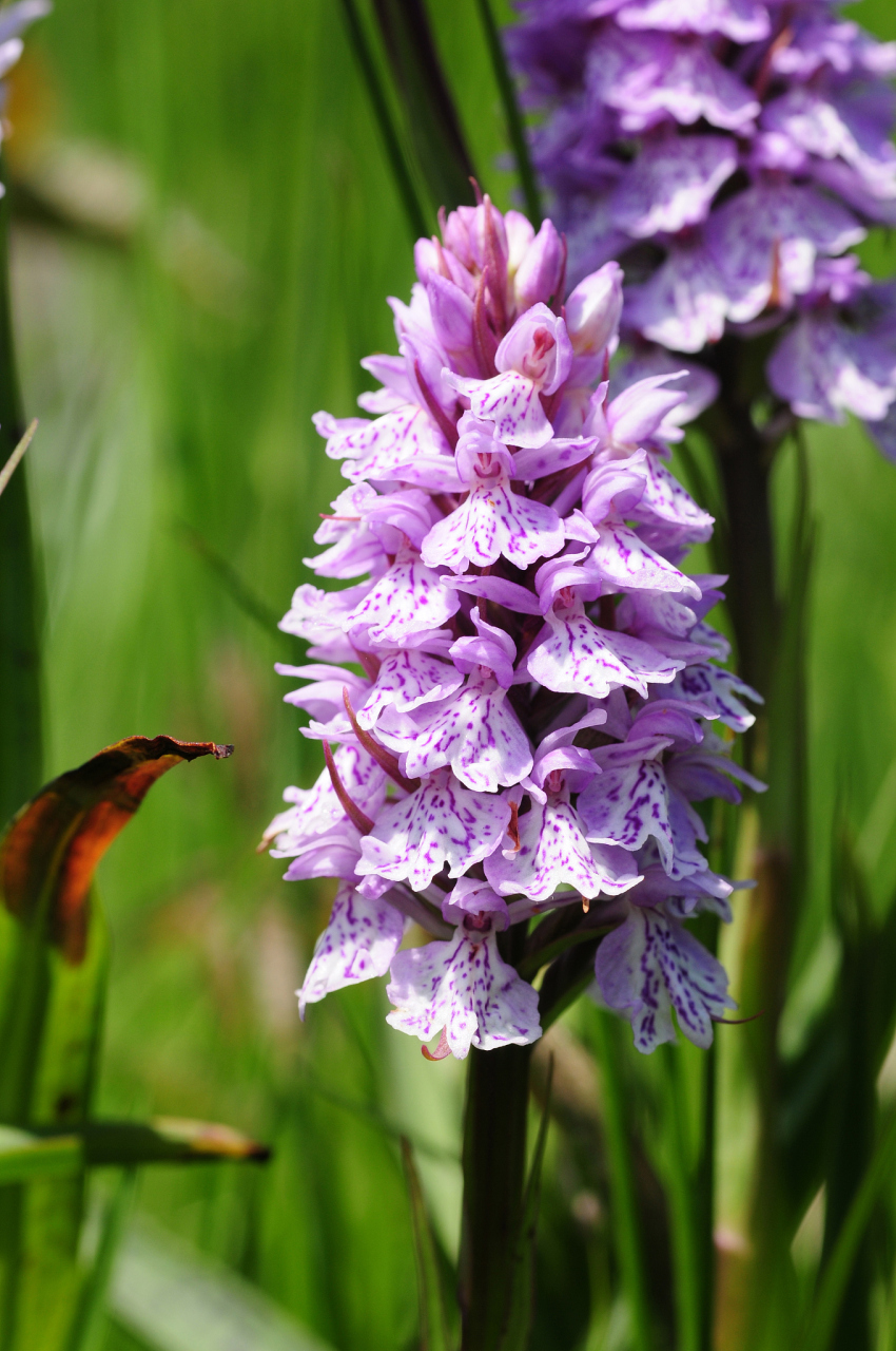 鸟尾花#  鸟尾花,又称为乌尾花,燕子花,是一种美丽的花卉.