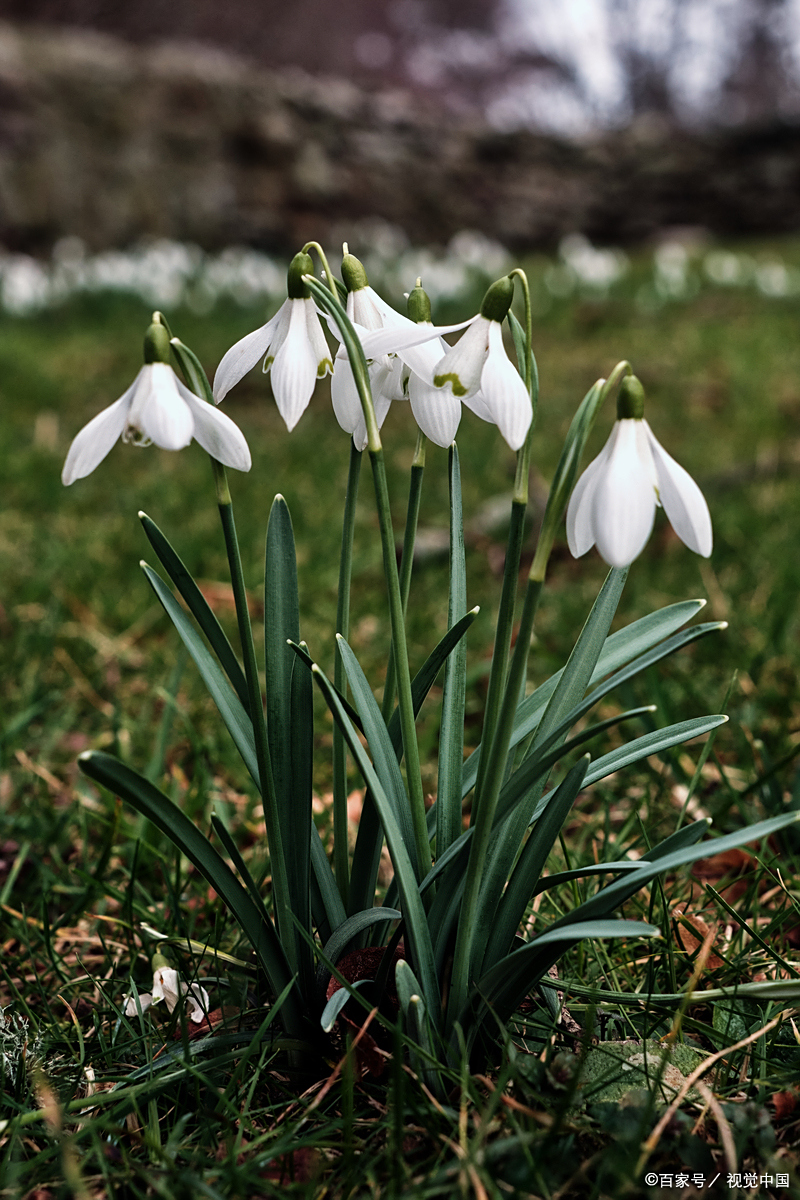 什么花的花语是重生: 1. 风信子 风信子被认为有重生的寓意