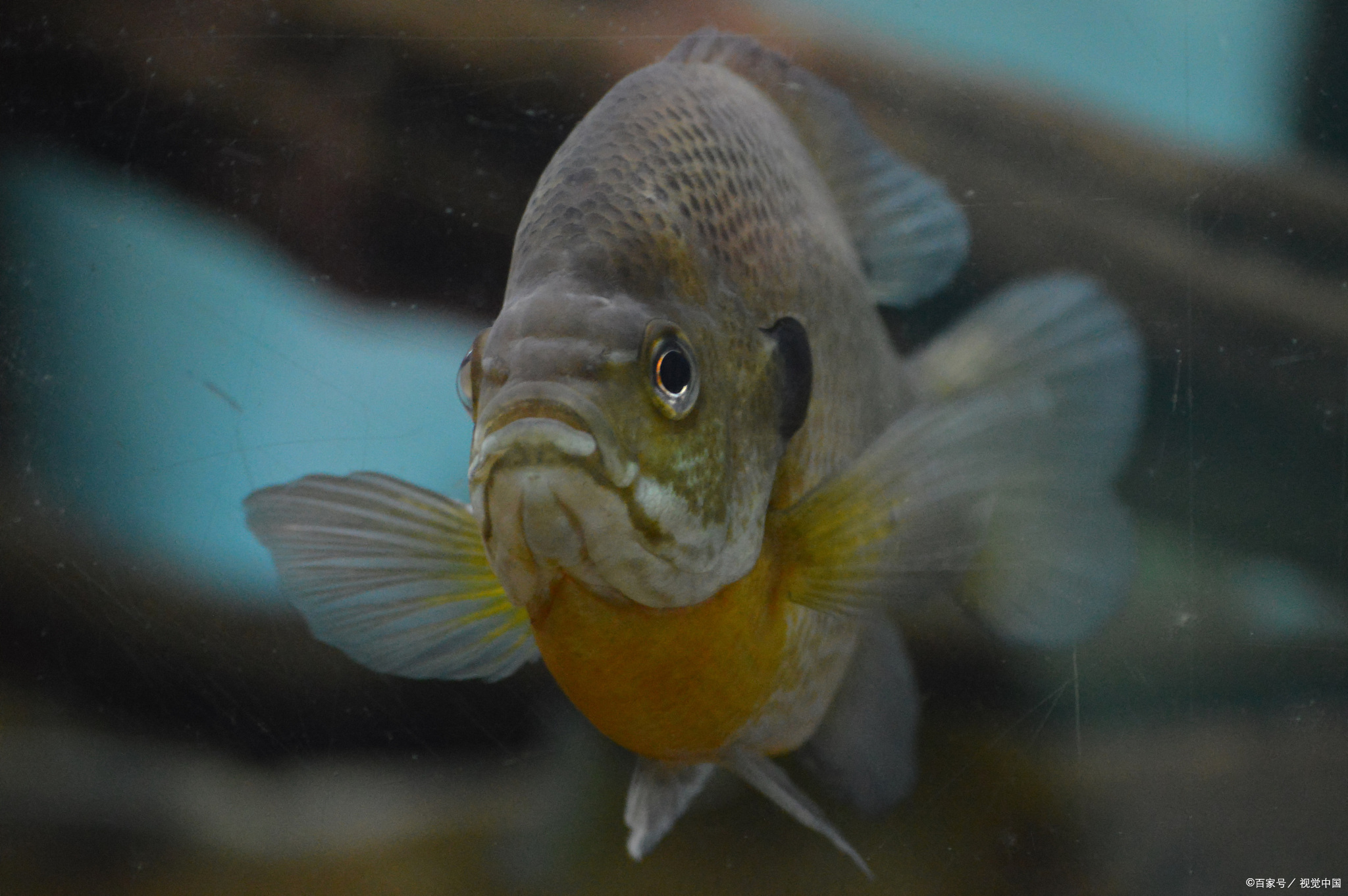 罗汉鱼性格暴躁,这些罗汉鱼品种你见过吗?