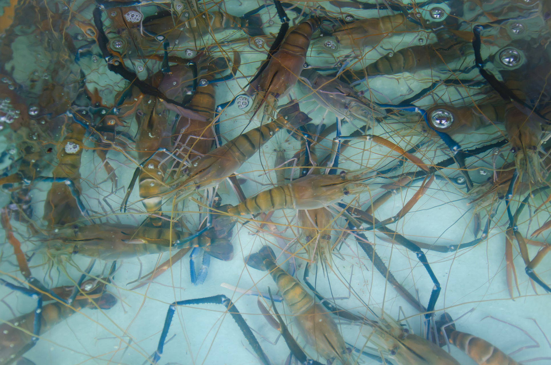 在家中养活小河虾需准备透明容器,提供适宜水质,模拟自然环境和保持