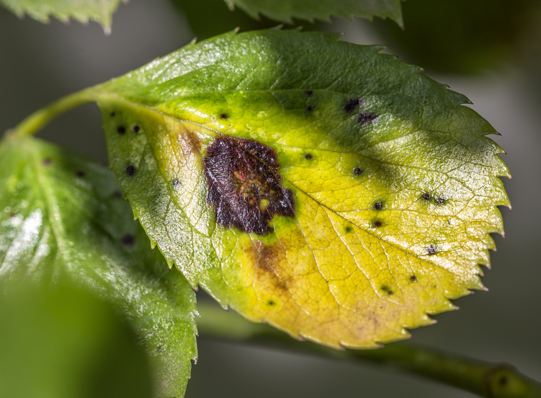 大豆常见病虫害包括霜霉病,根腐病,花叶病毒病和蚜虫,豆荚蠹蛾.
