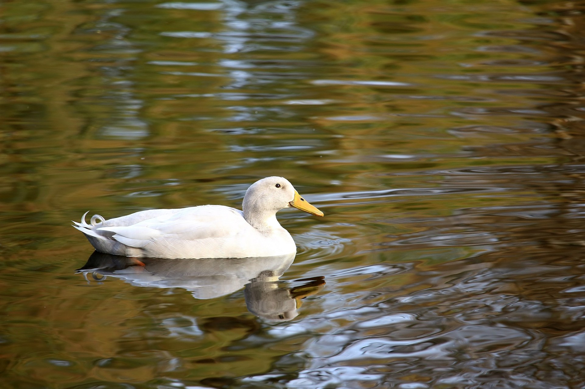 鸭子叫声无回音,科学家研究发现其声音频率特殊.