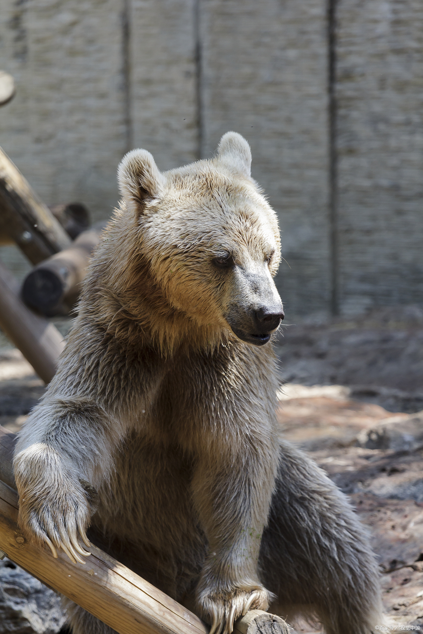 黄鼠狼是什么科 黄鼠狼又叫鼬鼠,它在动物分类学上,属于哺乳纲,食肉目