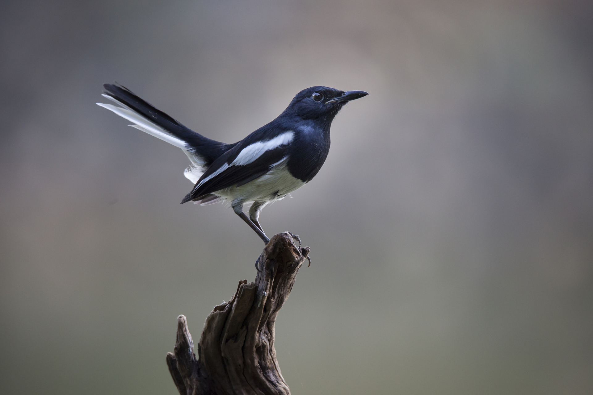 "森林卫士"——灰喜鹊 灰喜鹊(学名:cyanopica cyanus)是鸦科灰喜鹊属