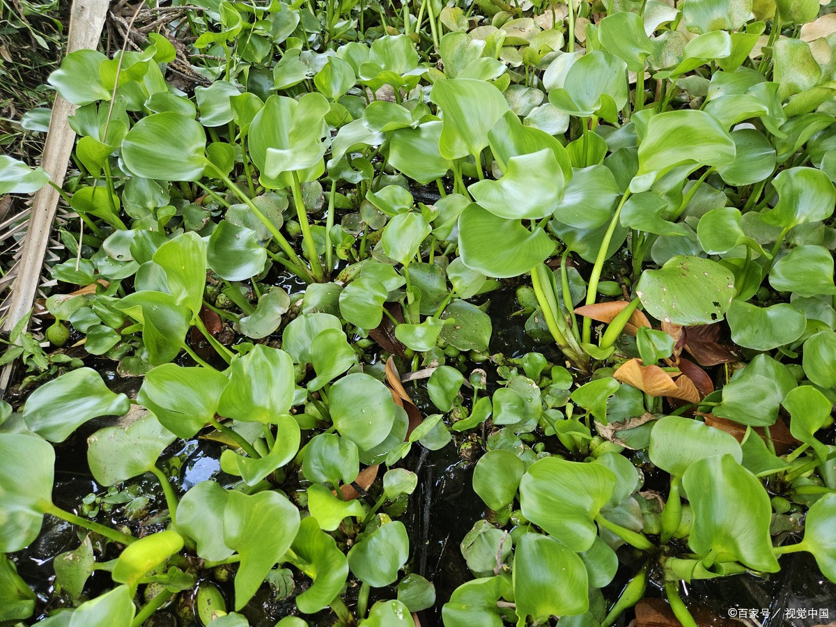水葫芦(学名:eichhornia crassipes),又称凤眼莲,水浮莲