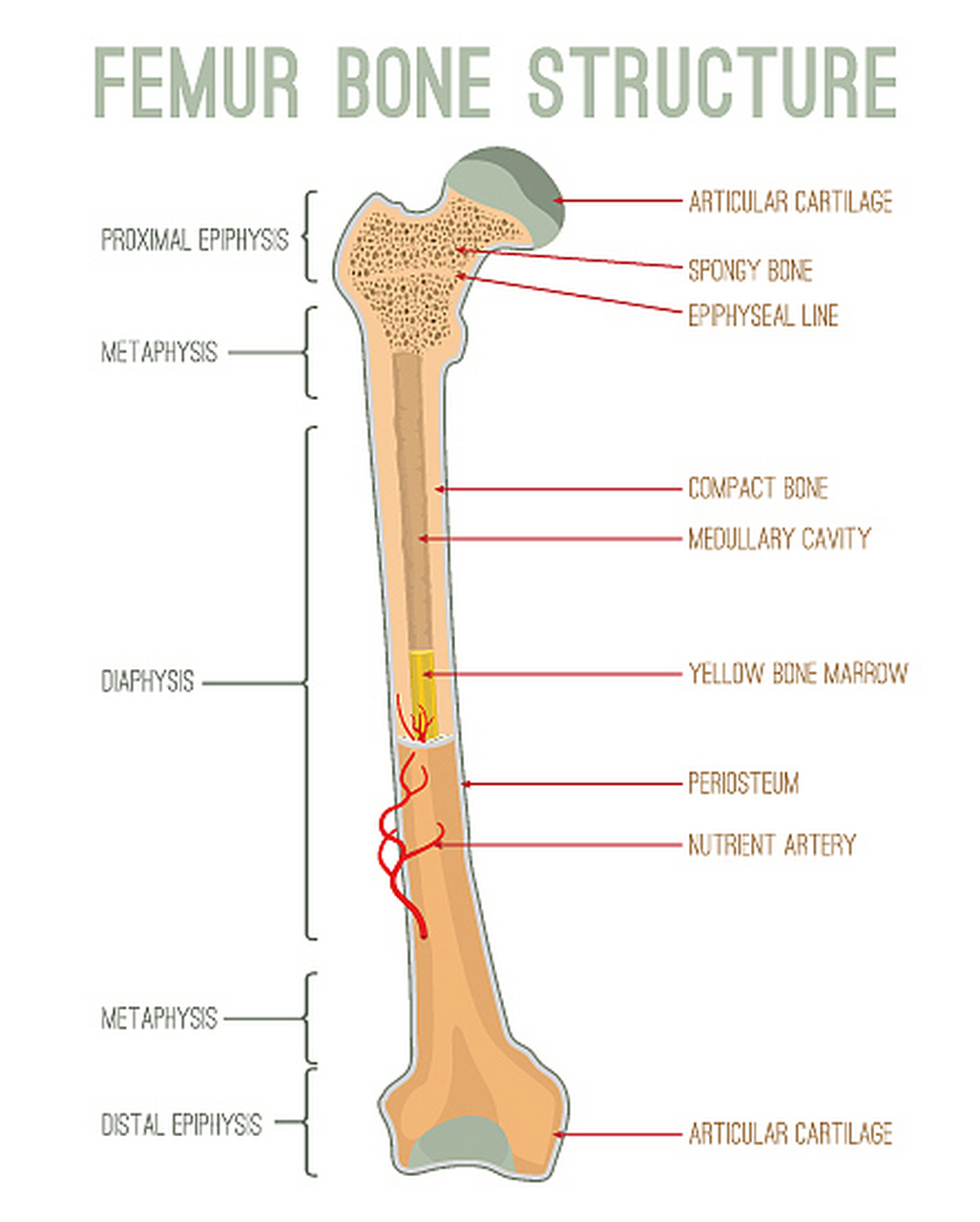 法贝骨原本是属于膝盖骨当中的一块籽骨,由于在人体