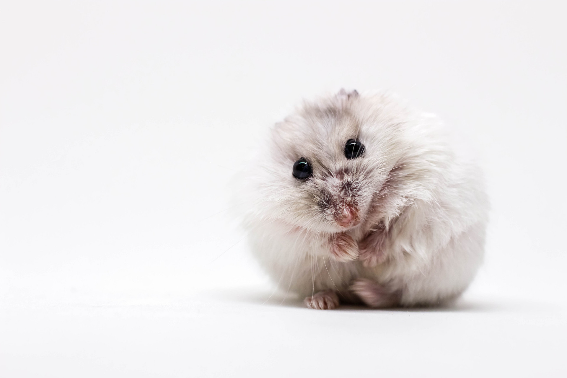 小白鼠不仅是实验动物,也是魅力十足的宠物.