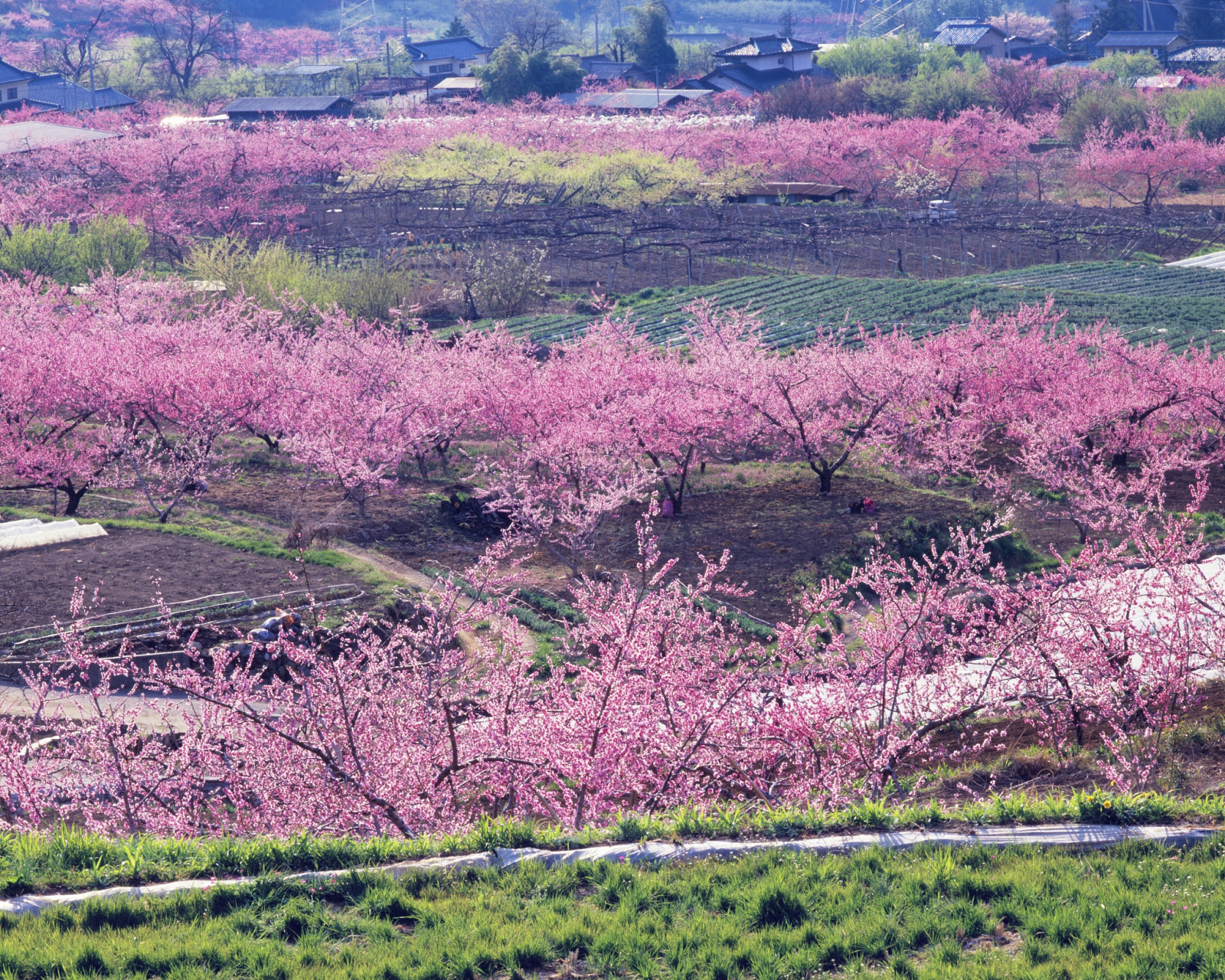位于沅江南岸的桃源山,又名黄闻山,是常德桃花源景区的一部分,总面积