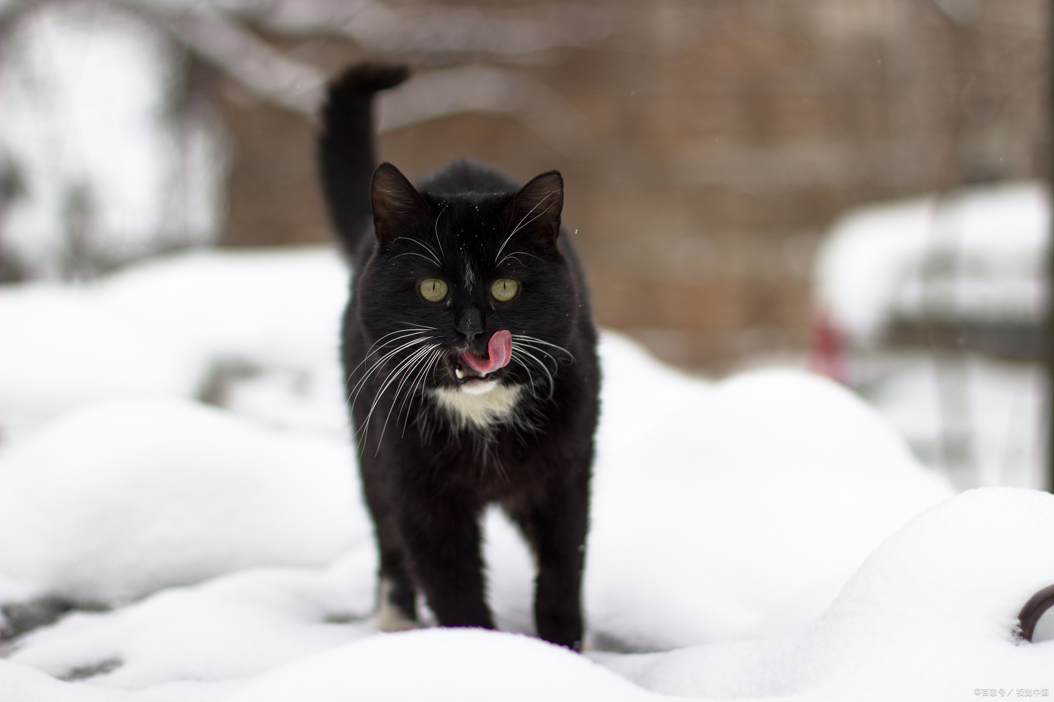 乌云盖雪猫多少钱一只图片