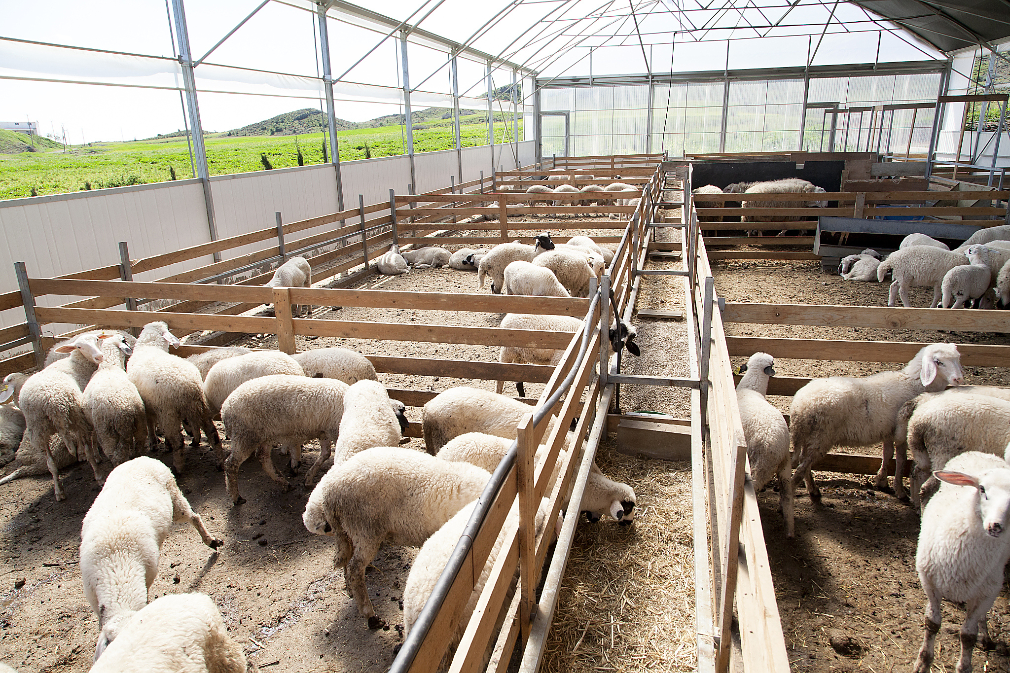 养羊大数据分析平台则通过收集和分析养羊数据,为养殖