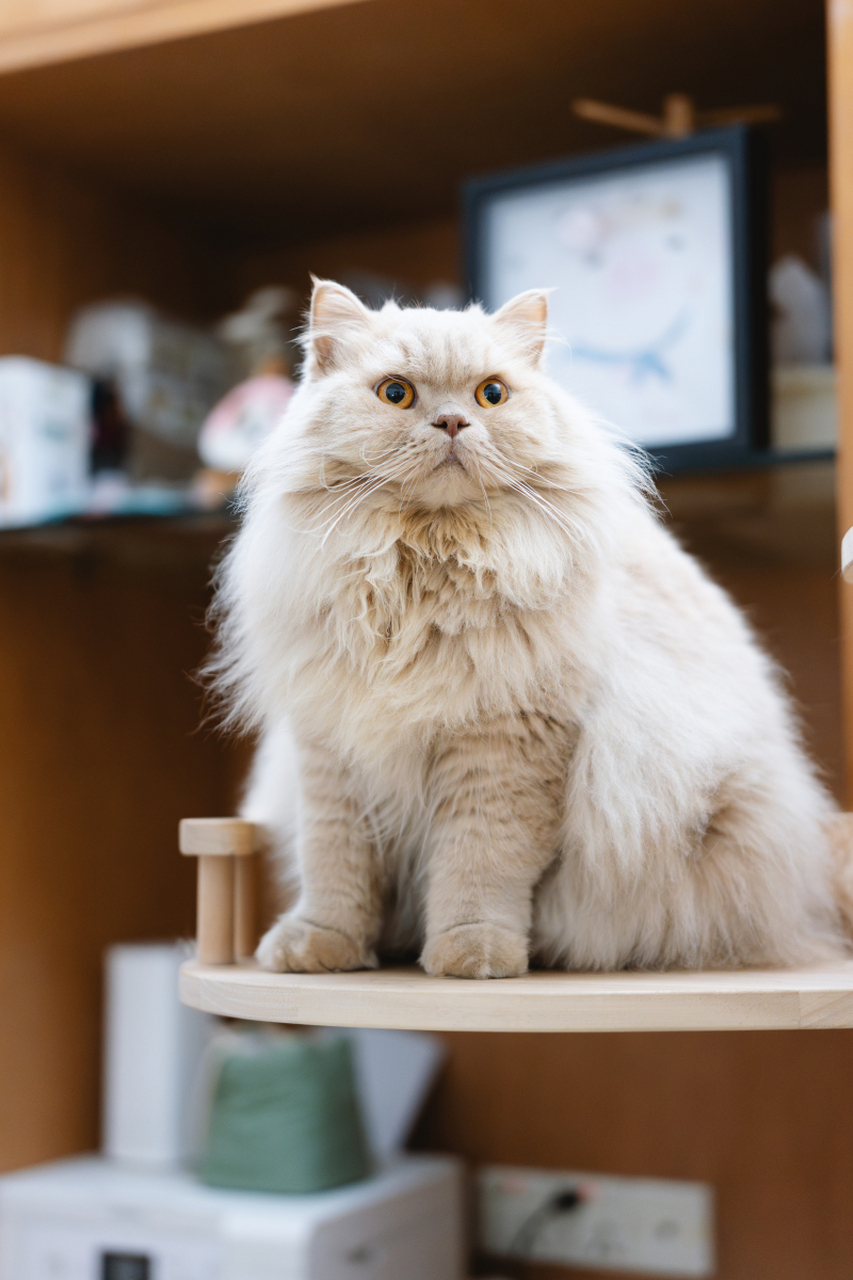 揭秘山东临清神秘宝藏——狮子猫!