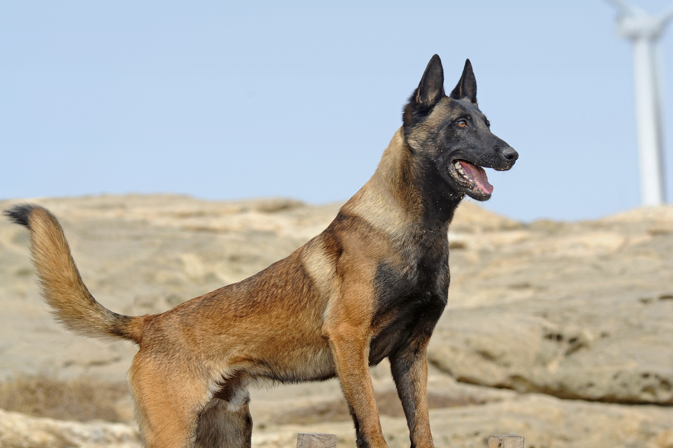 宠物健康秘籍来啦 想要你的爱宠活力满满,闪闪发光?