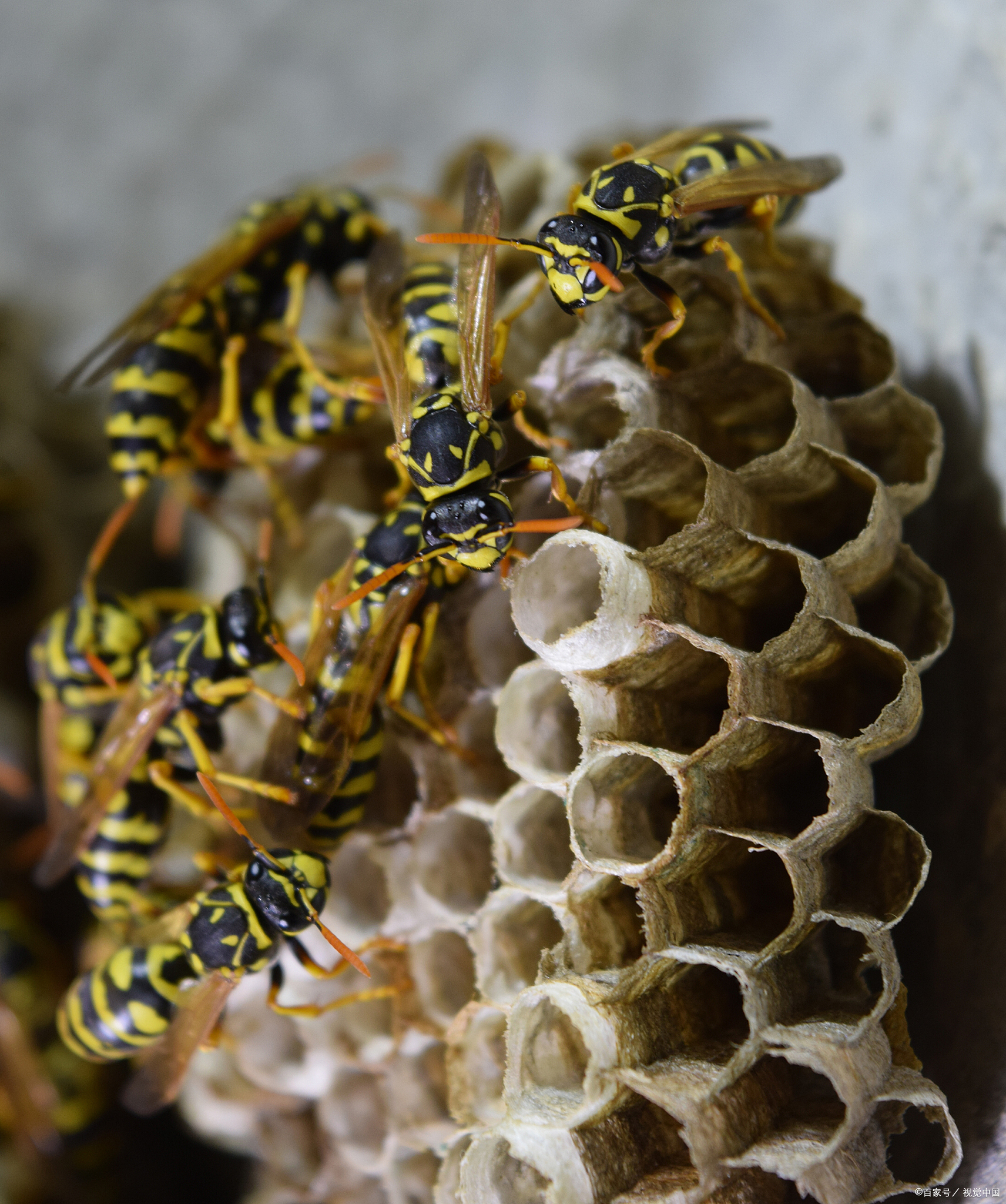 马蜂为什么不能打死