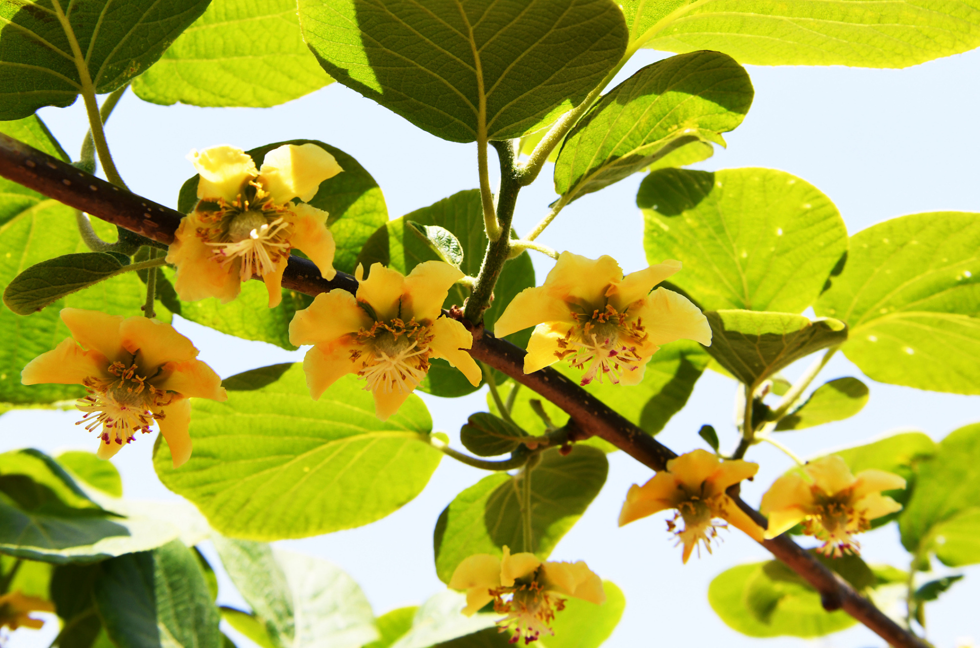 作文好句好段写作解读:枣花盛开,清香醉人 【枣花】五月枣树开花了