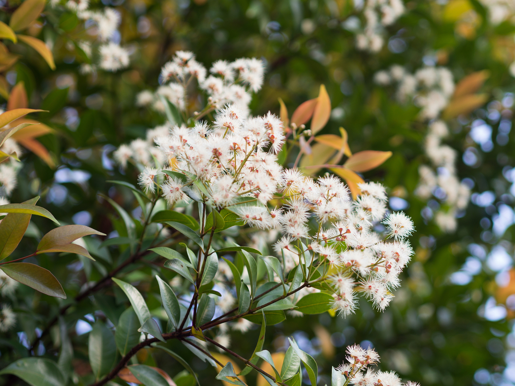 一句话形容石楠花的味道