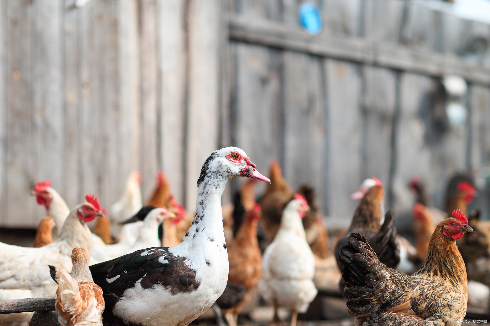 鹅能否一起混合养殖的问题时,我们首先需要深入了解这三种家禽的生物