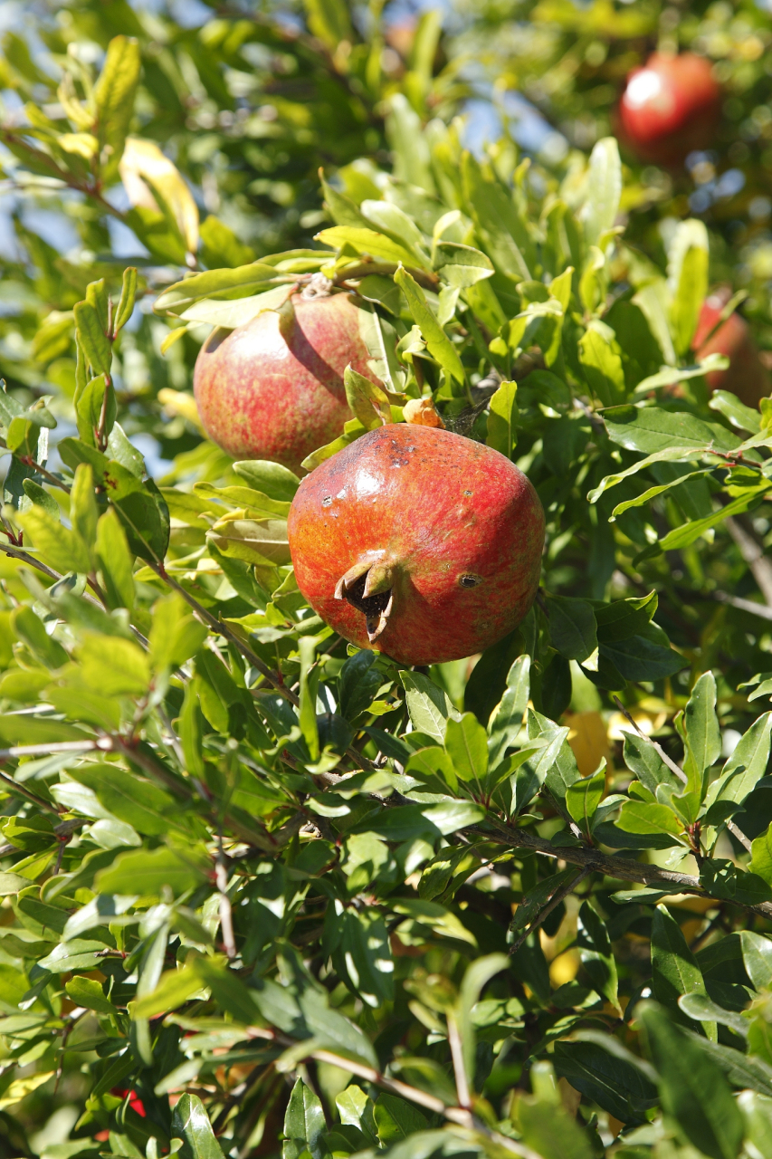 视频全是摆拍,主播给钱找村民当演员#凉山老人卖石榴被扔车外系摆拍