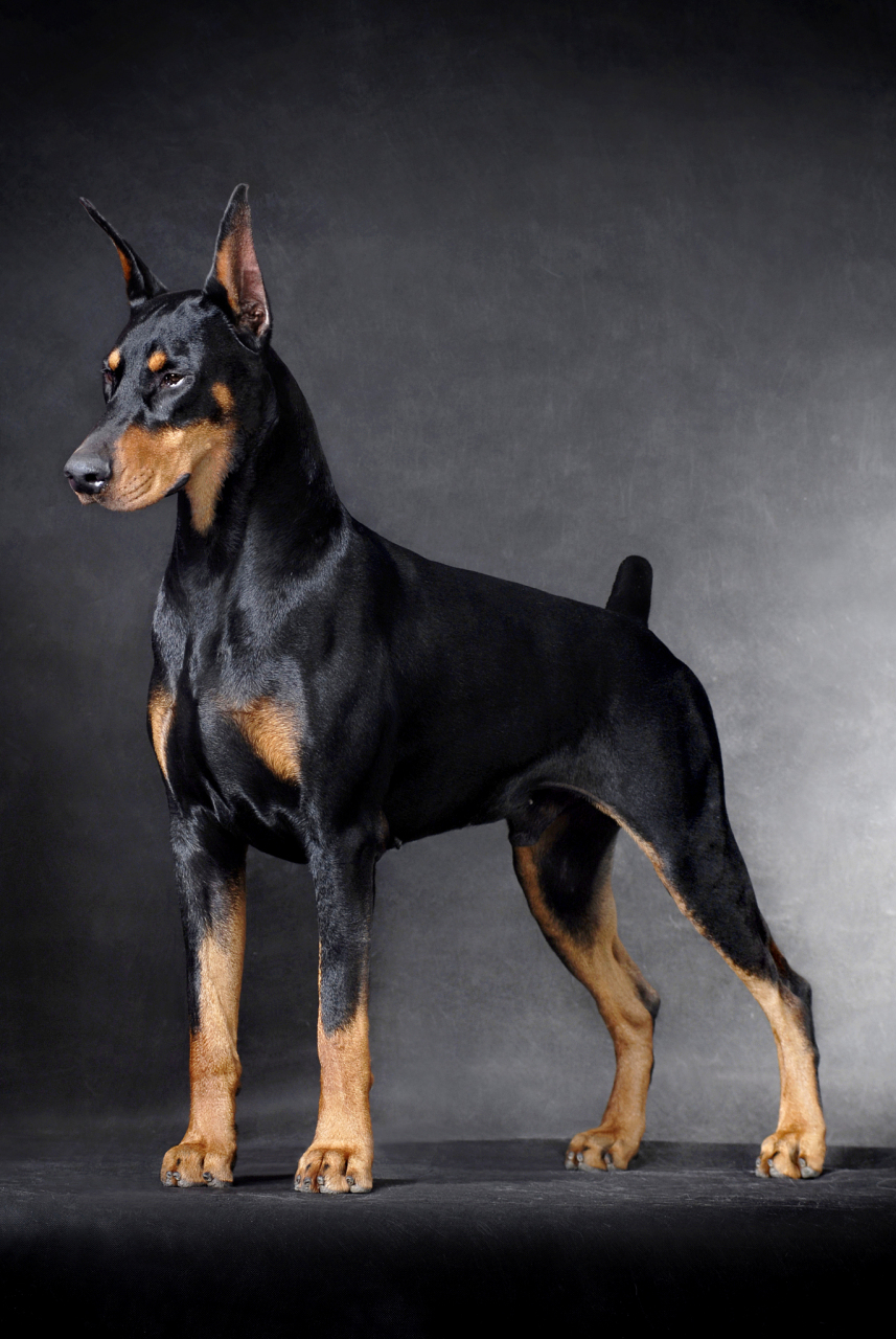 今天咱们来聊聊杜宾犬家族里的两位明星——美系杜宾和德系杜宾,它们