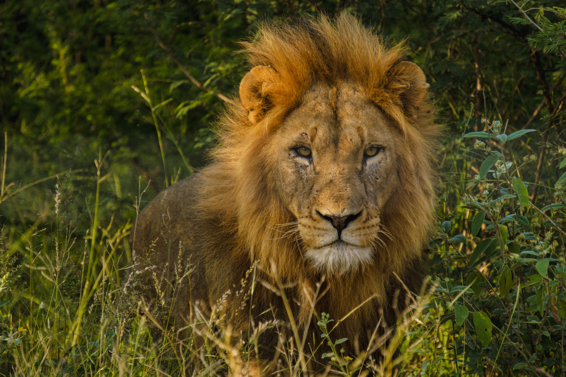 狮子是猫科动物中的王者,包含非洲狮和亚洲狮两大品种,各具特色.