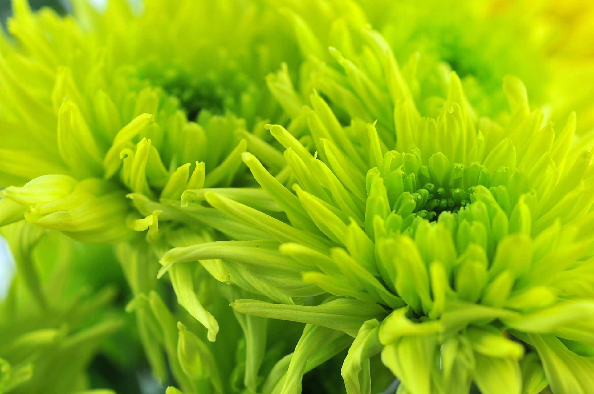 每天一种花草——绿菊 🌿  嗨,花草爱好者们!今天我们要来认识一种