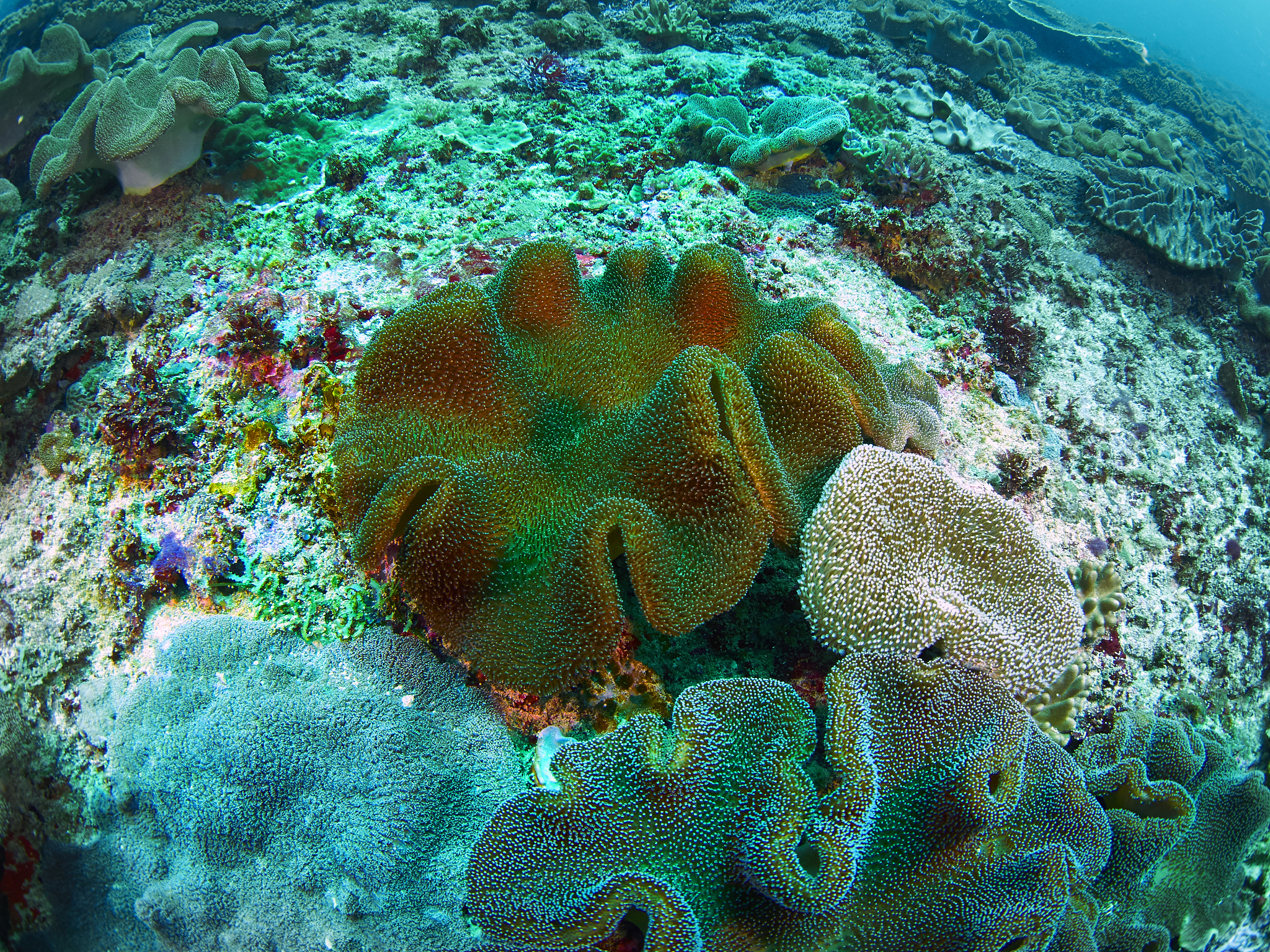 国务院批复设立黄岩岛国家级自然保护区的消息,让这颗"南海明珠"再次