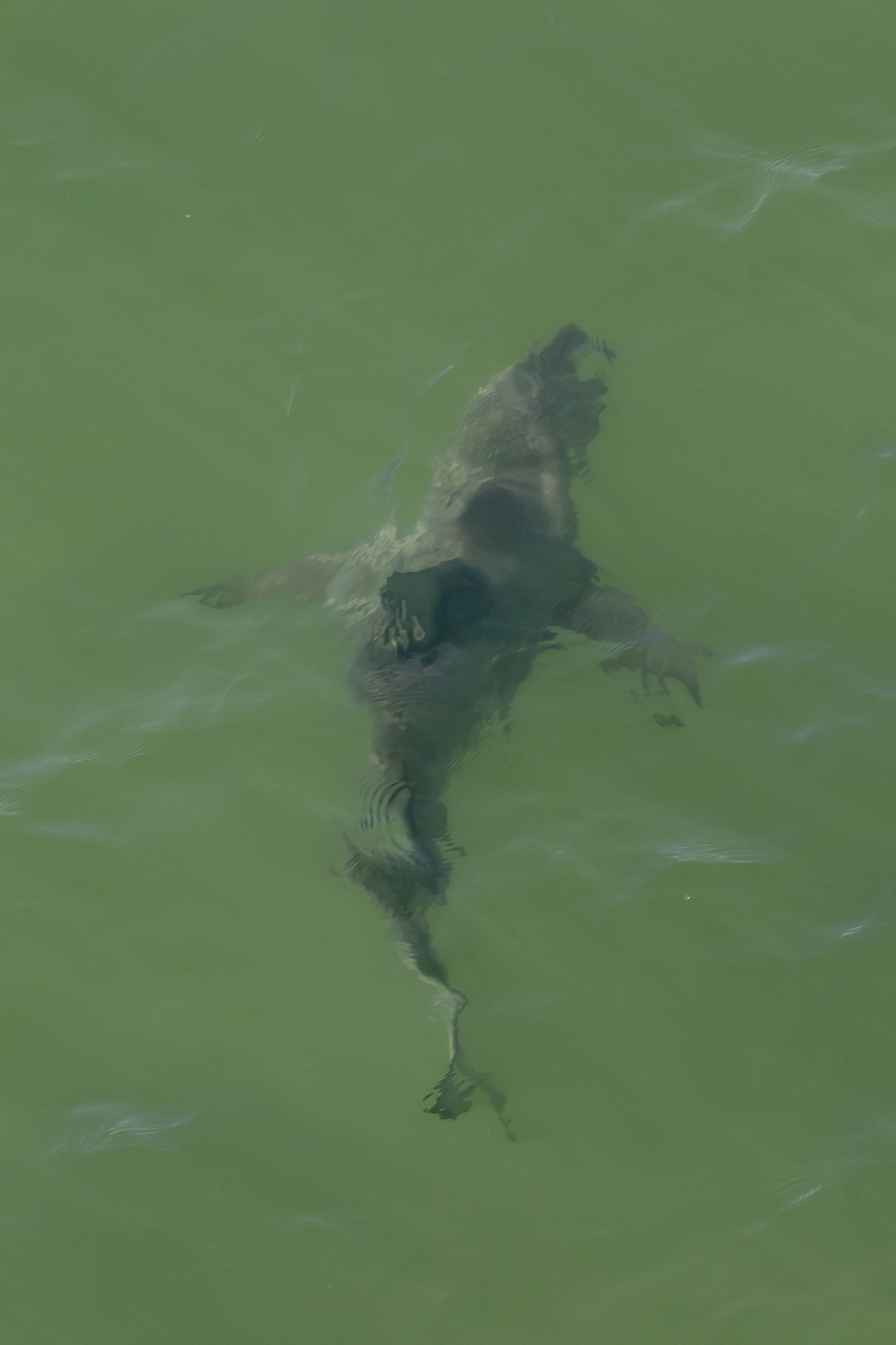 世界十大水怪之欧肯纳根水怪    恐怖指数:★★★★    神秘指数