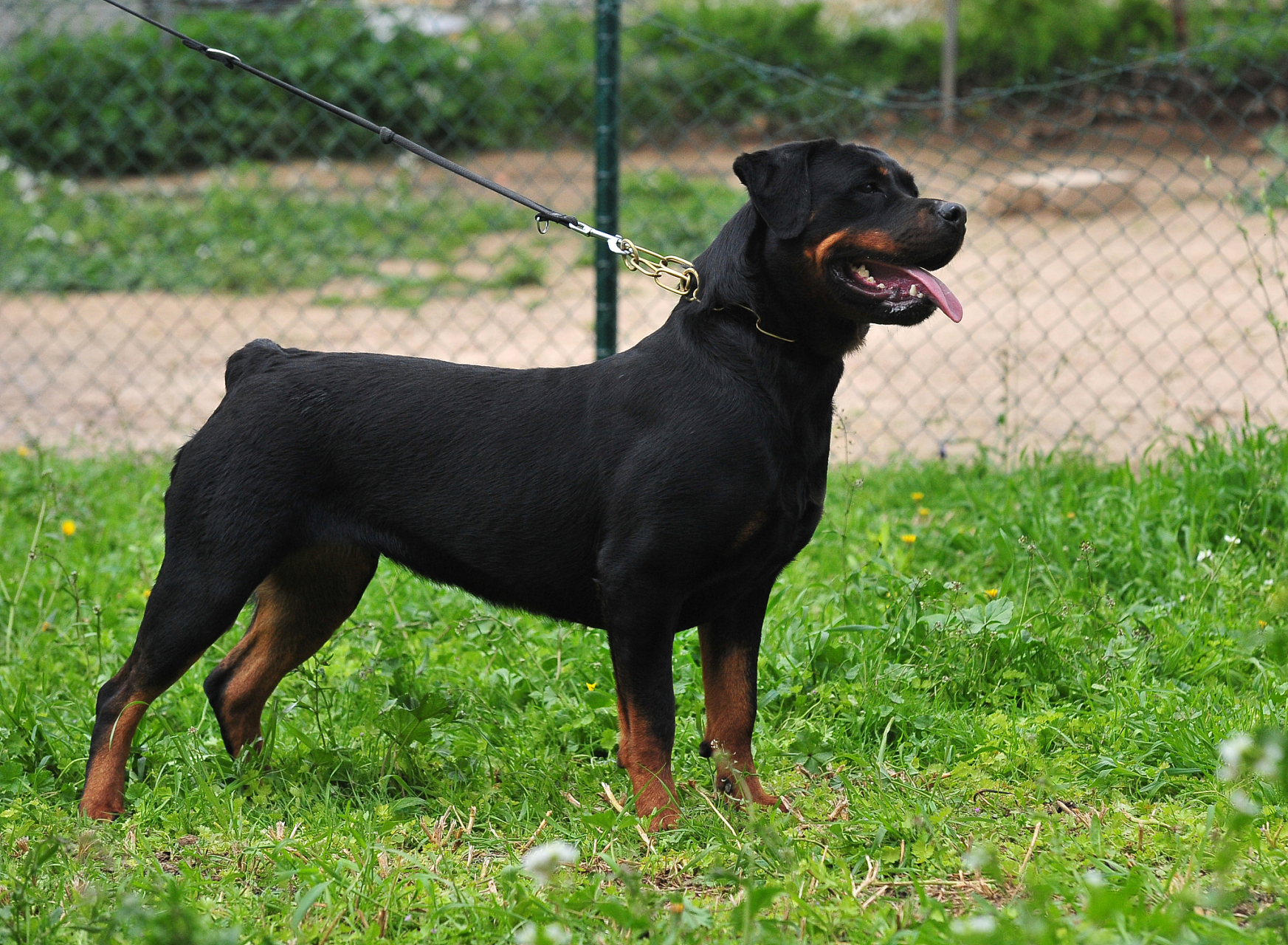 秋日生活创作季# 罗威纳犬是一种具有强大咬合力和勇气的犬种,它通常