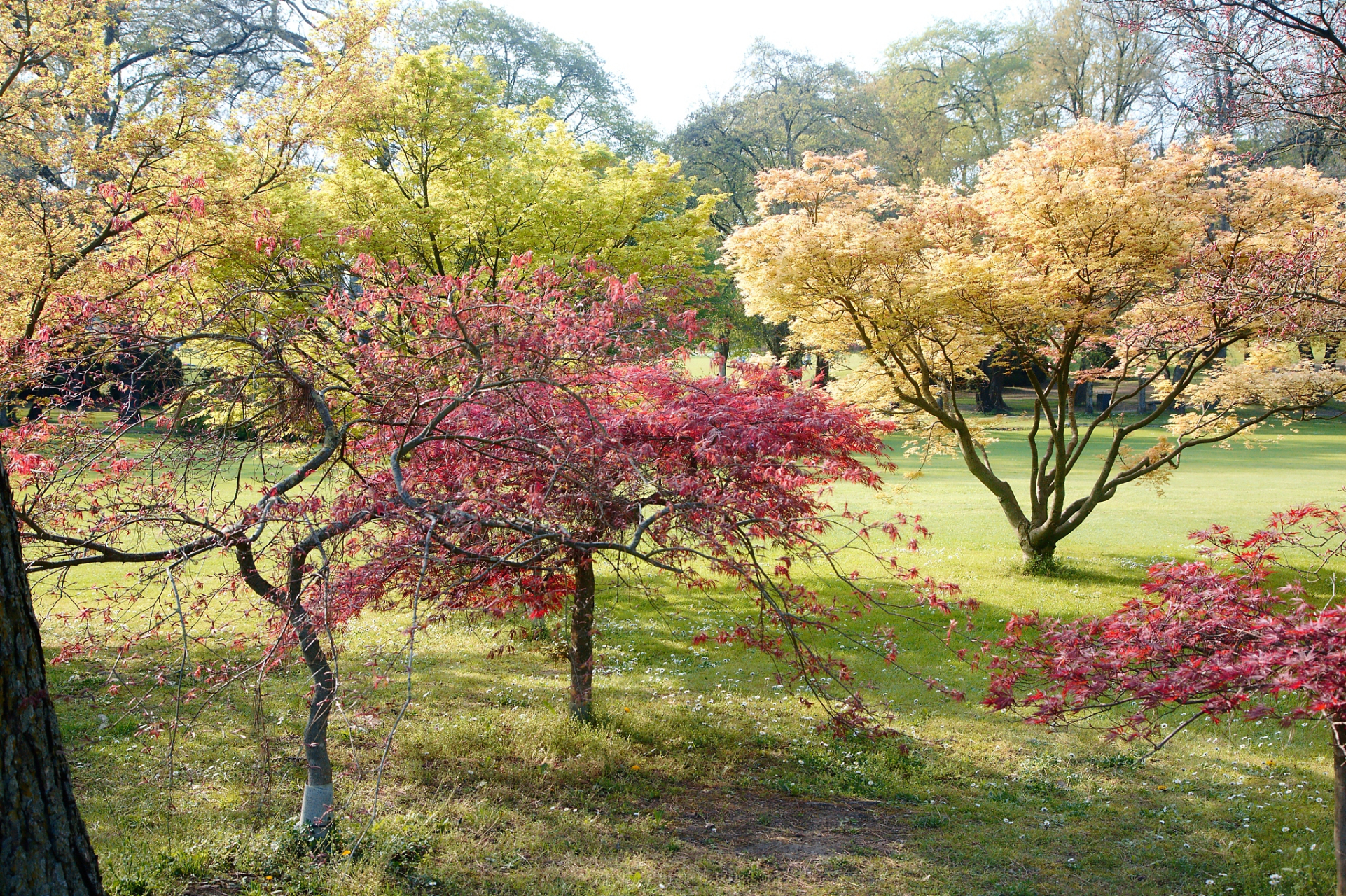 红叶李,这种紫红色的果实,犹如一颗璀璨的红宝石,隐藏在绿叶之中,等待