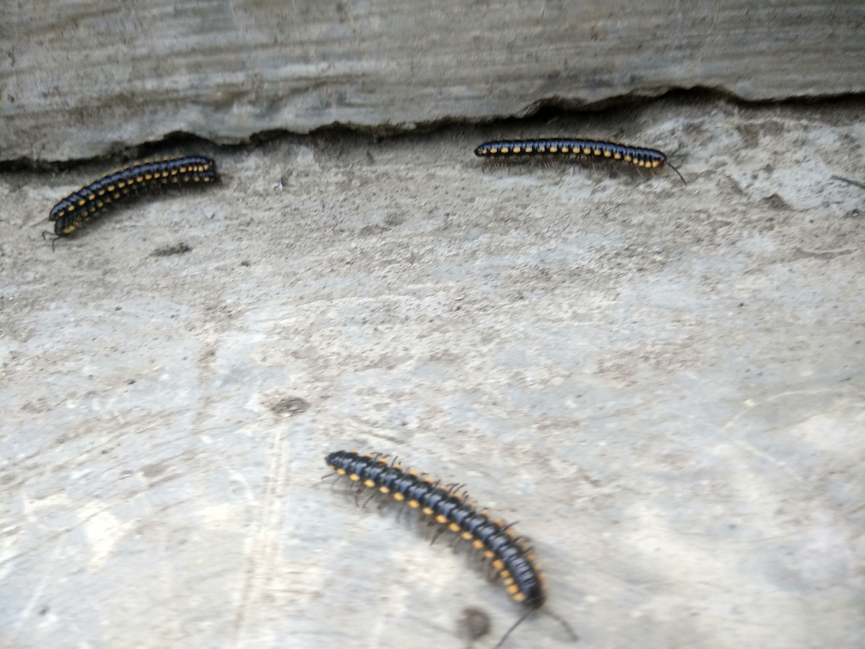 针对问题,百科小编来介绍一下, 马陆虫,又称千足