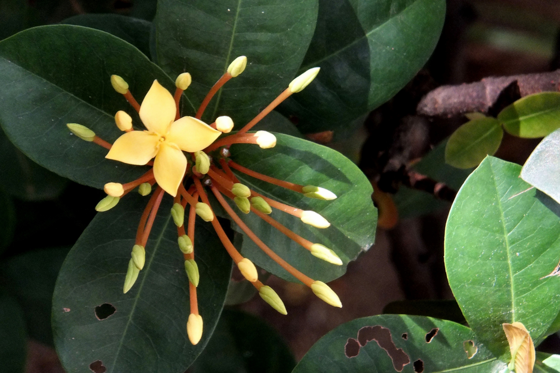 [原文:金钱树开花是什么预兆]