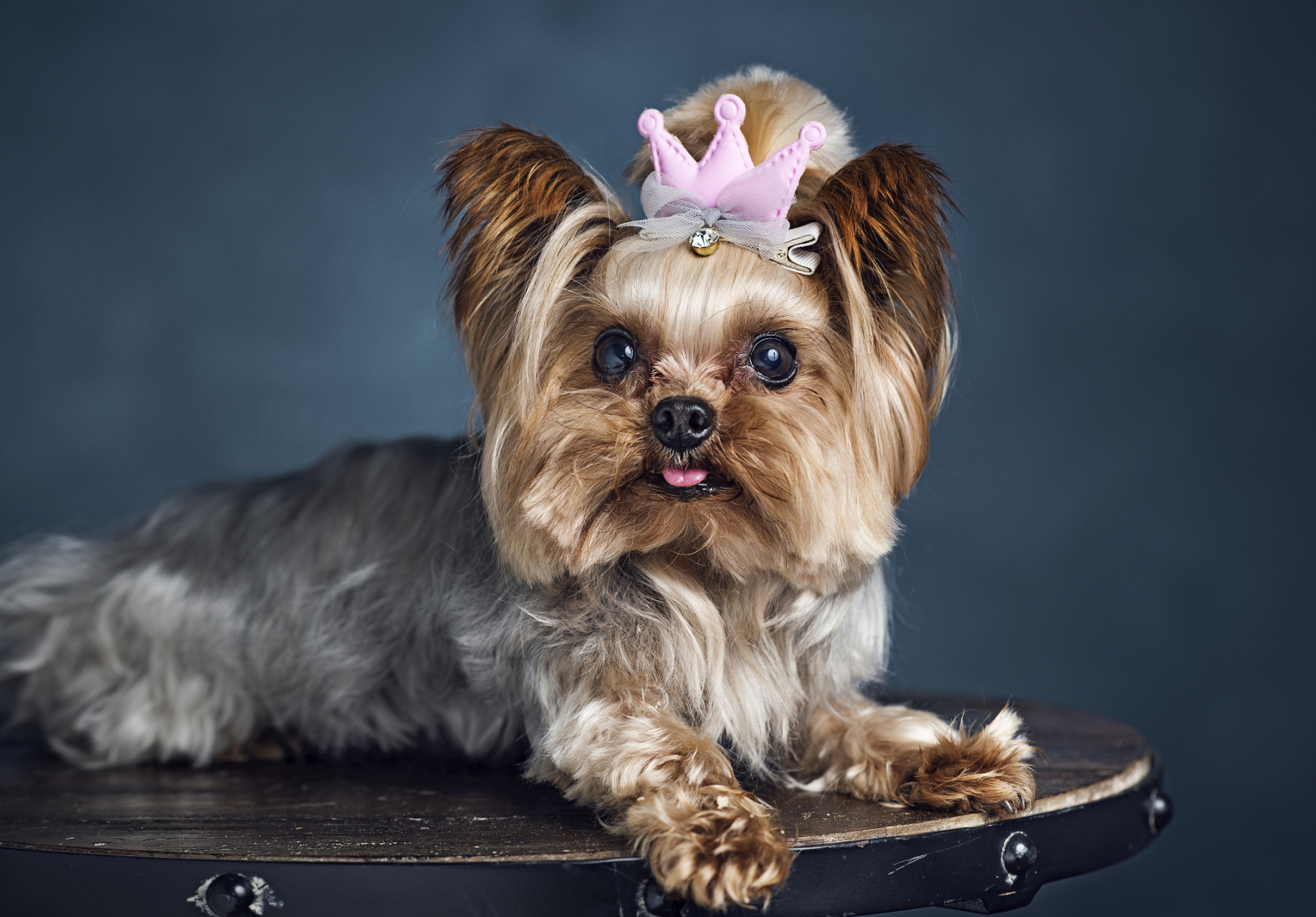 约克夏#犬挑选指南: #约克夏#犬作为一种小型犬,深受许多宠物爱赫者