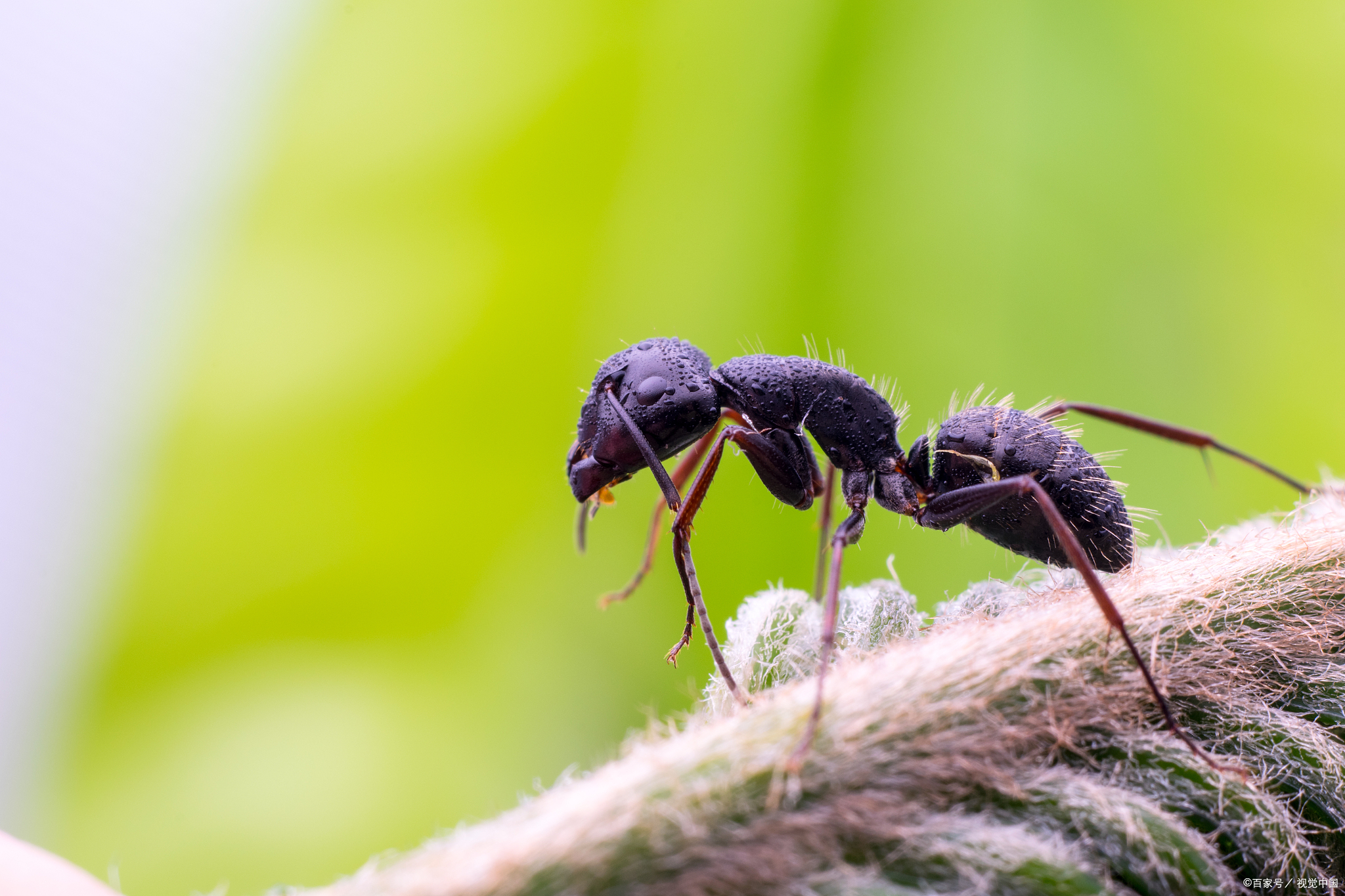 家运警示:蚂蚁聚集关乎家道兴衰?弥勒佛亲传其中的三大玄机