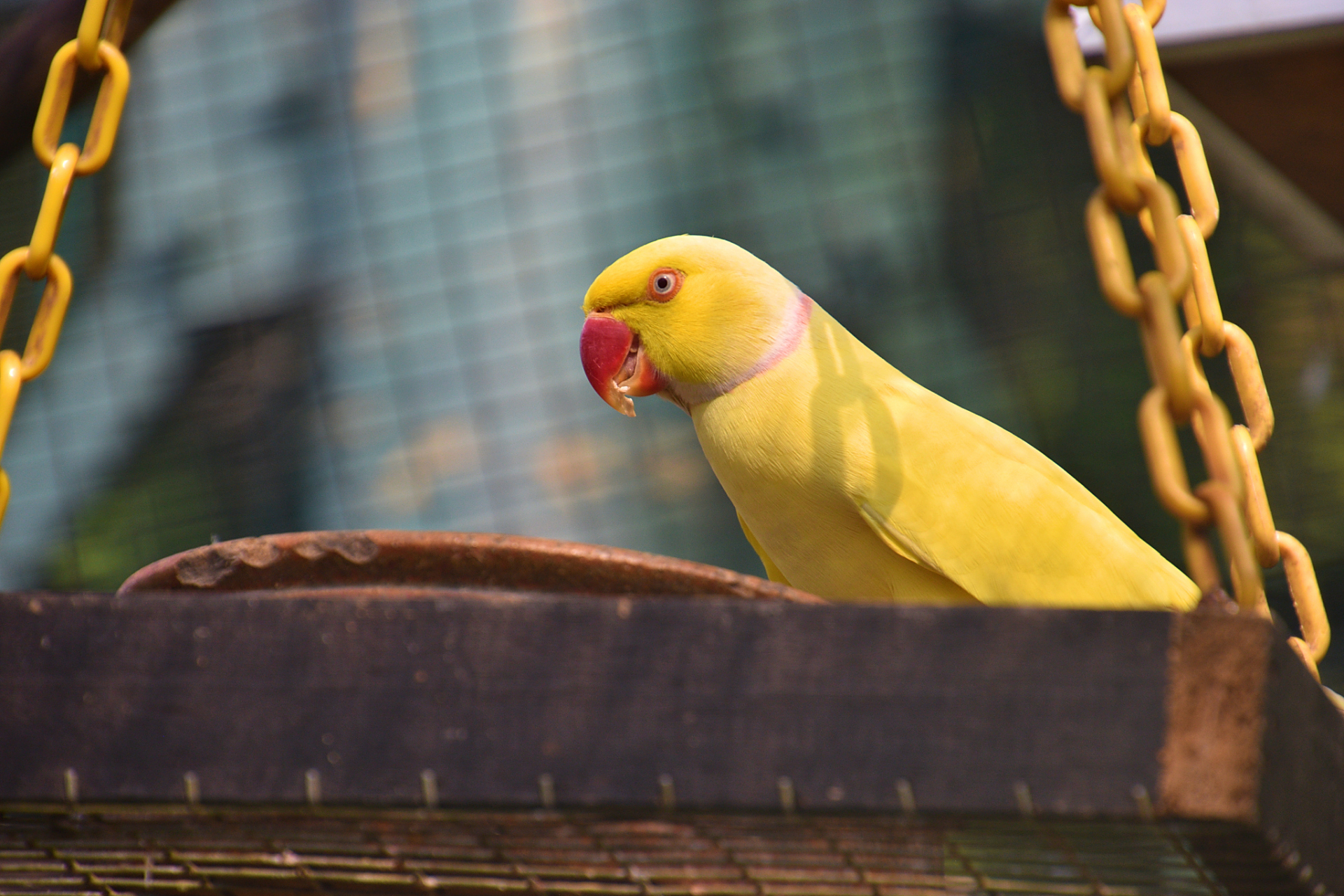 小太阳鹦鹉是一种受欢迎的宠物鸟,颜值高且聪明可爱.