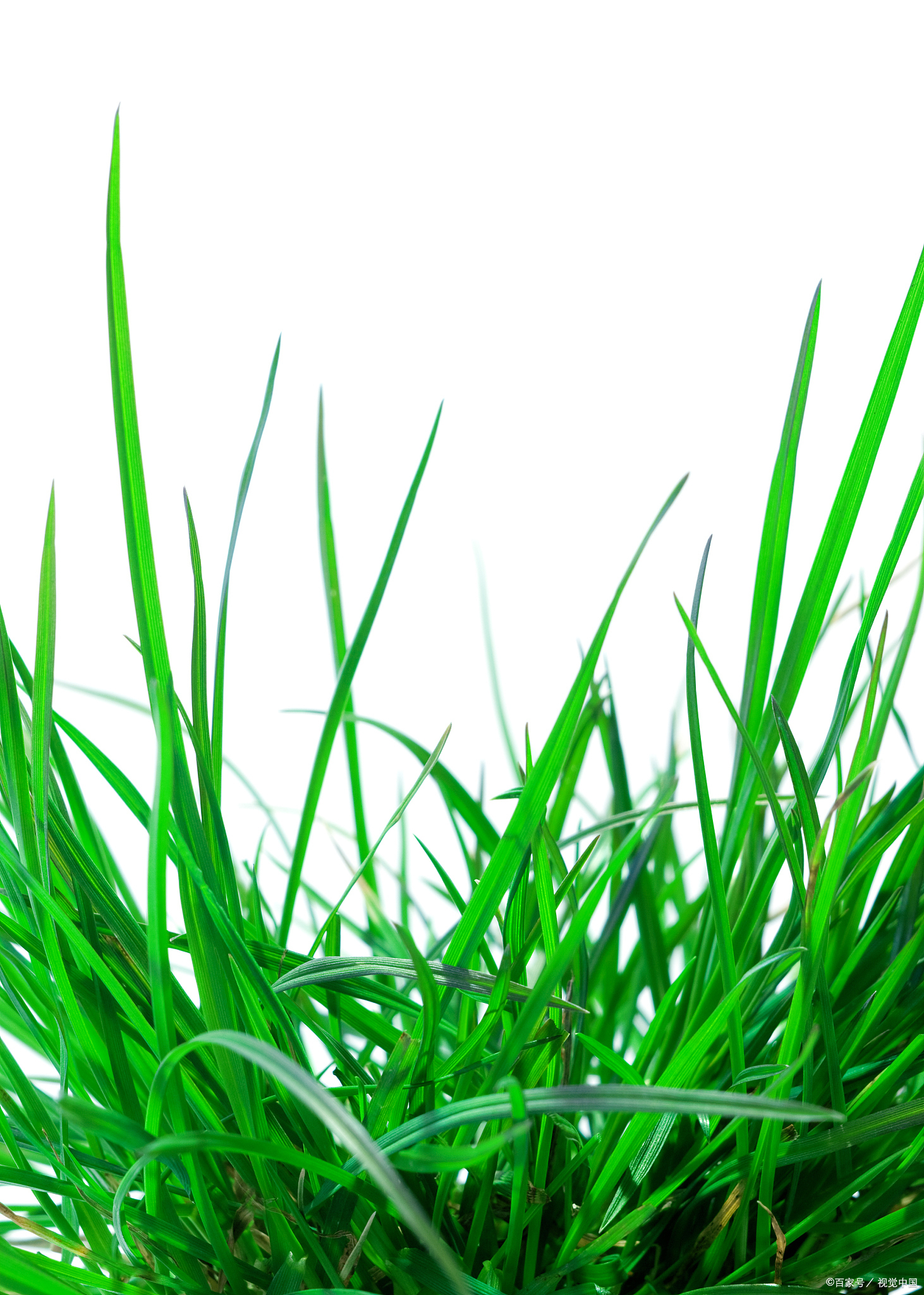 从高山到平原,从沙漠到湿地,草以其惊人的适应性和生命力在各种环境中