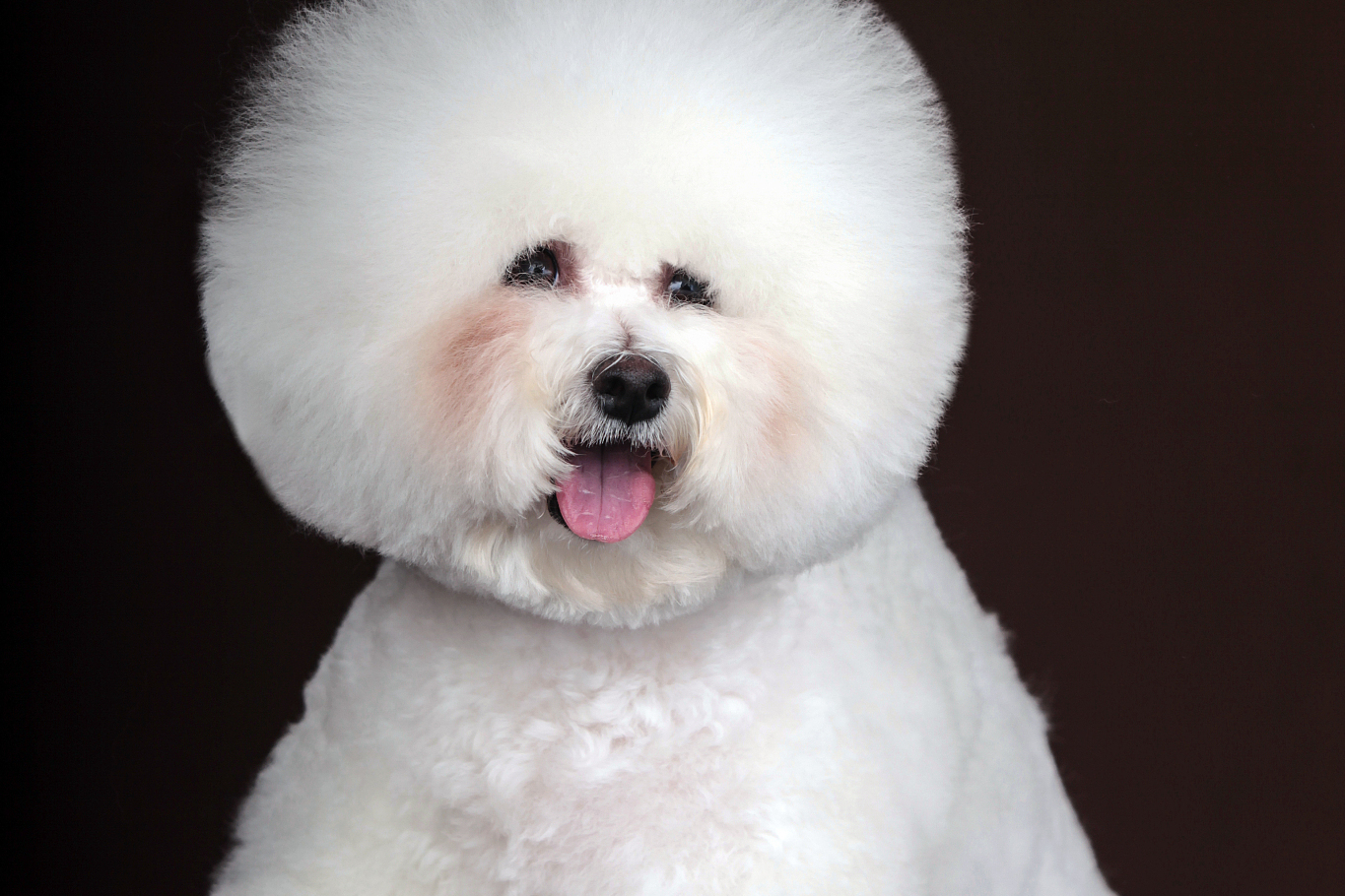 要分辨比熊犬的性别,可以通过观察外部生殖器,体型和行为等方面来进行