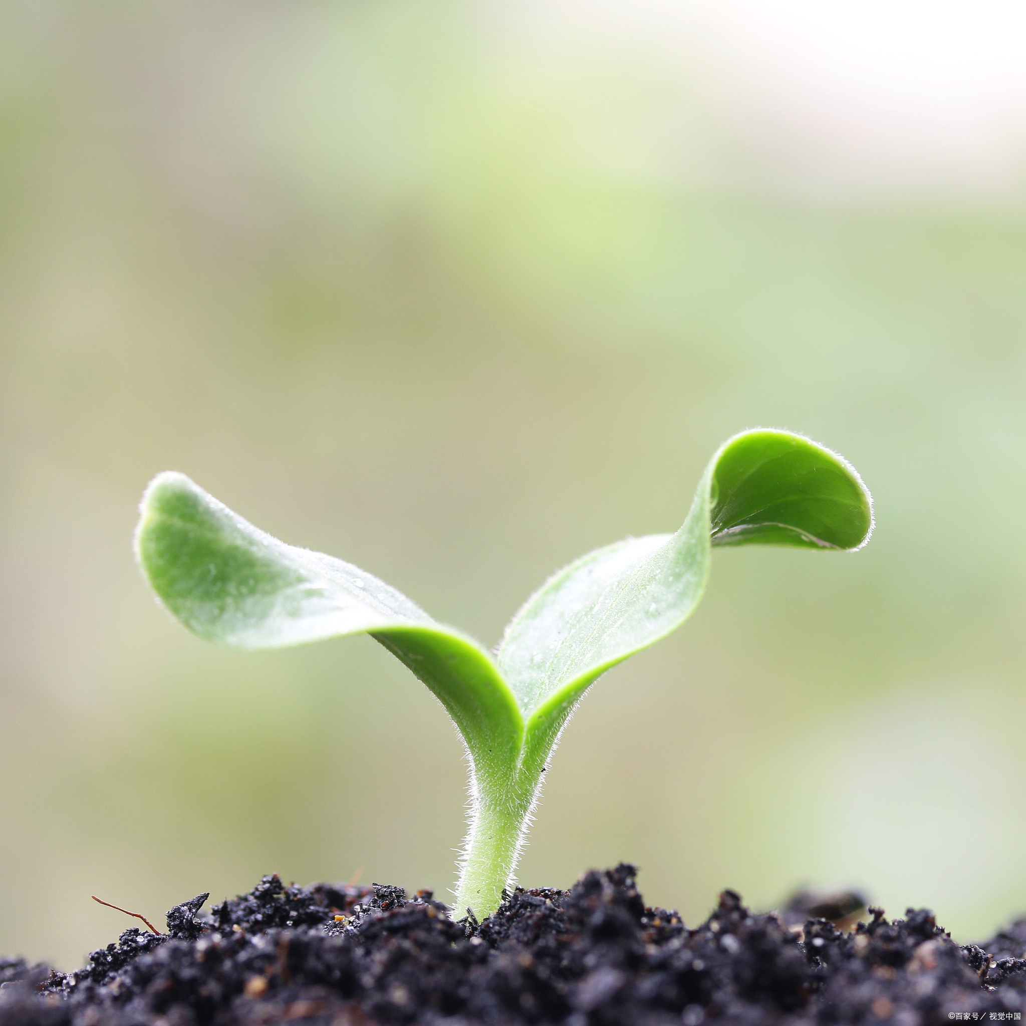 规矩从小立,家长榜样行