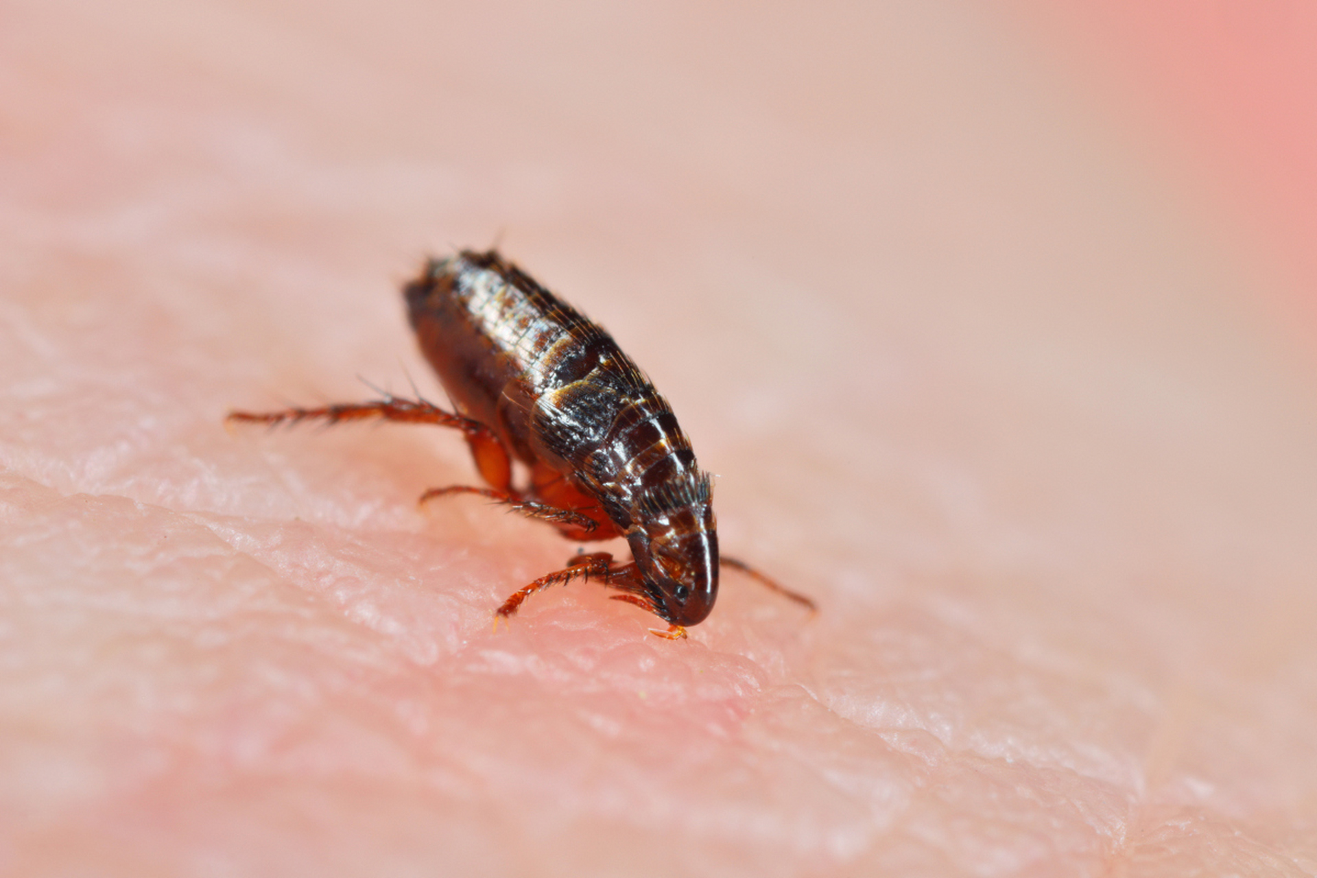 保持家居清洁,干燥,定期使用防跳蚤产品,限制宠物活动区域.