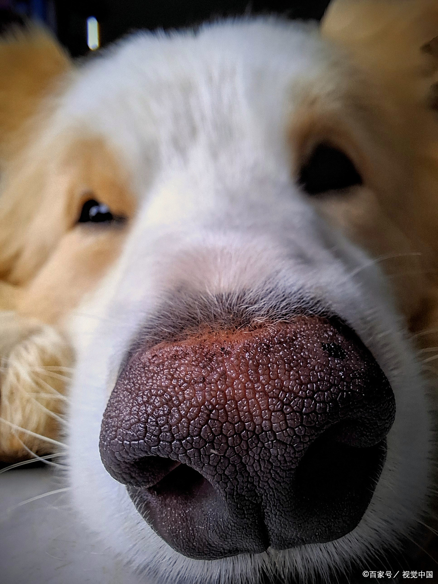 狗狗疼痛的表现有哪些