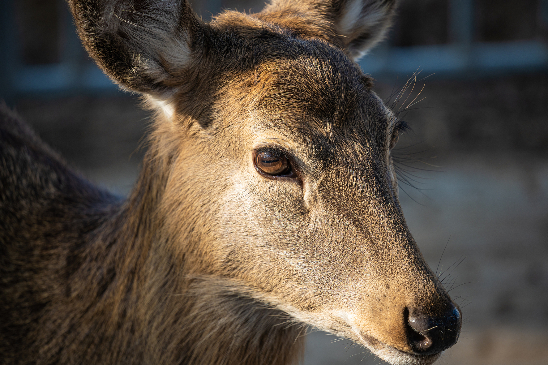 捕杀二级保护动物属于违法行为,应受法律制裁.