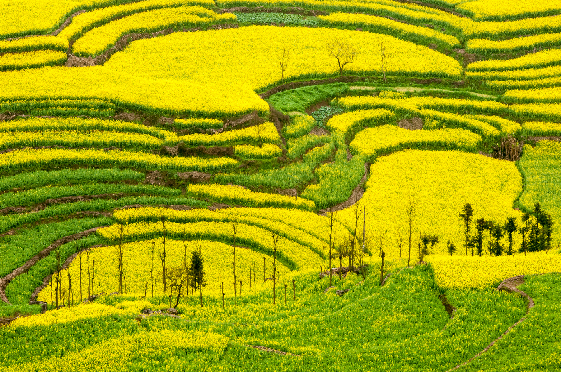 百里油菜花海青海省位于门源县,祁连山与大坂山之间的盆地,宁张公路