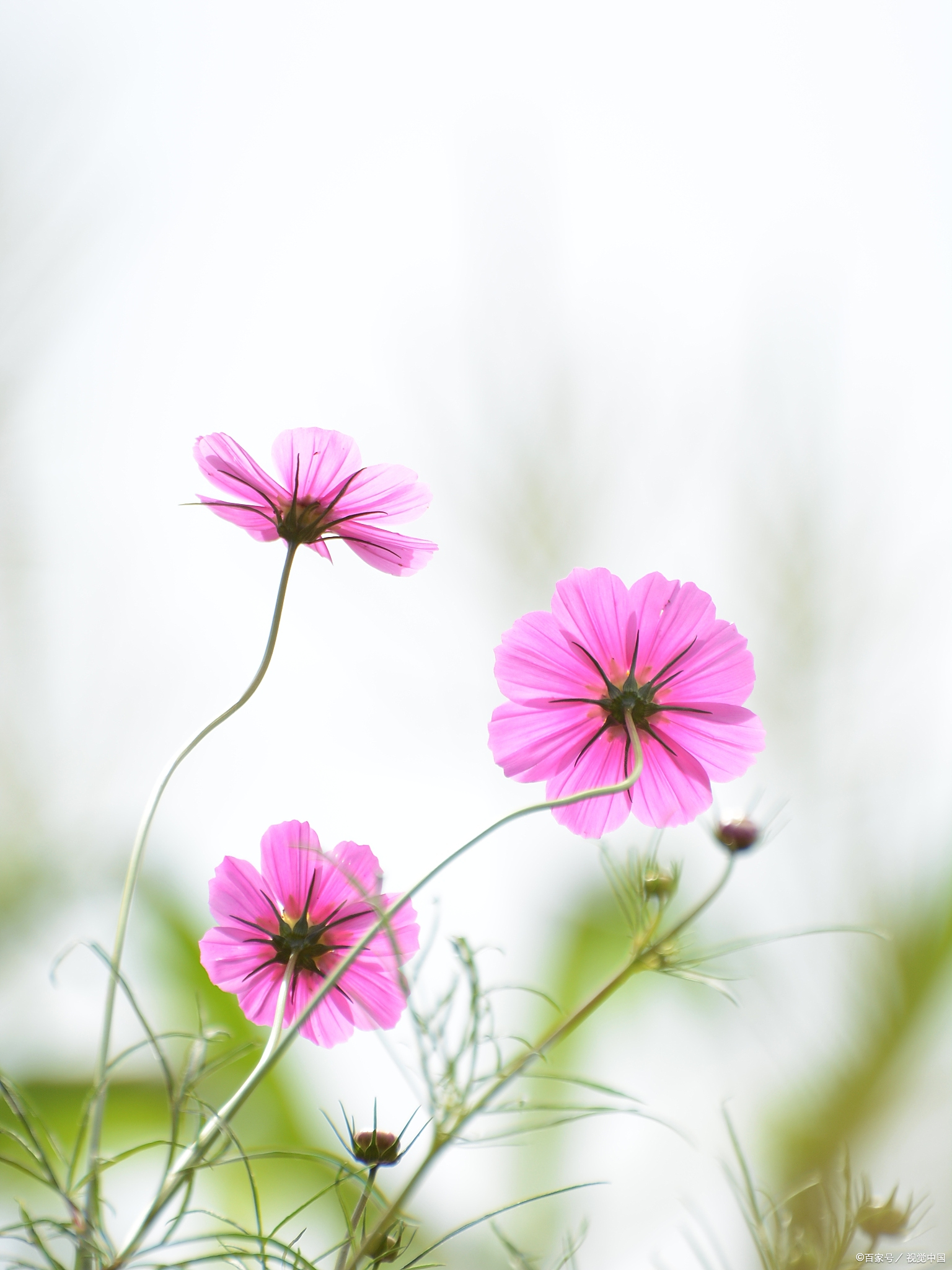 格桑花的花语是什么?