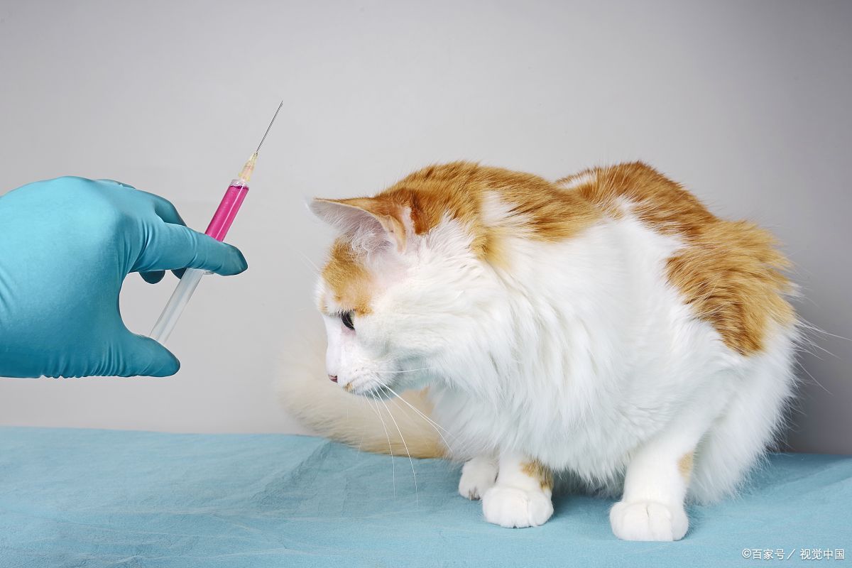 我们都知道,养猫要打猫三联,那猫三联一共几针,间隔又是多久呢
