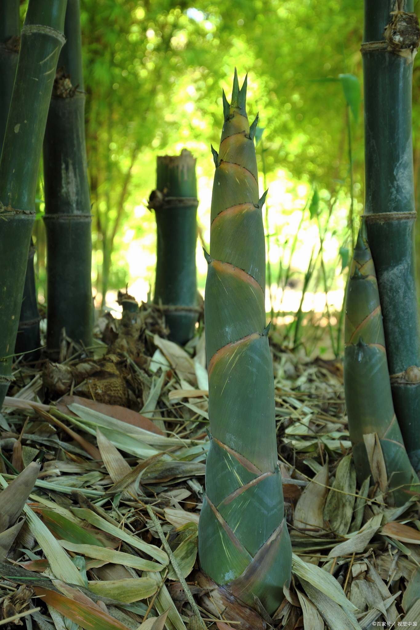 小竹笋的正确焯水方法